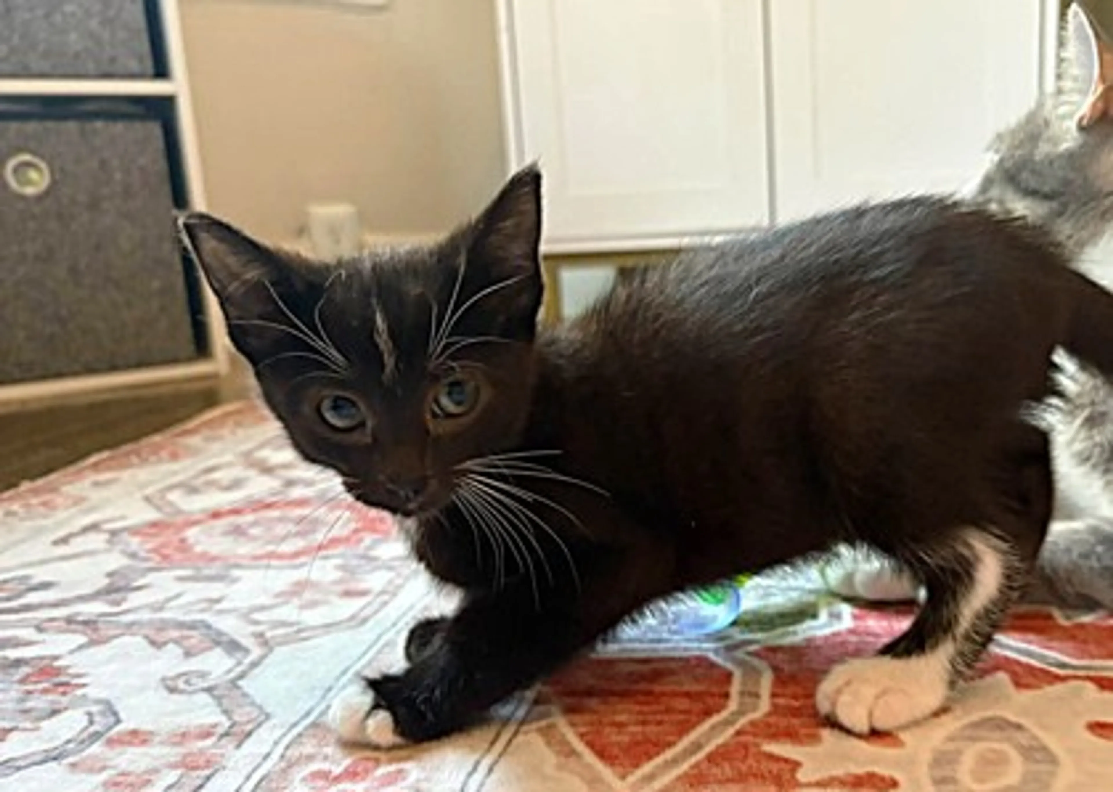 cdn image