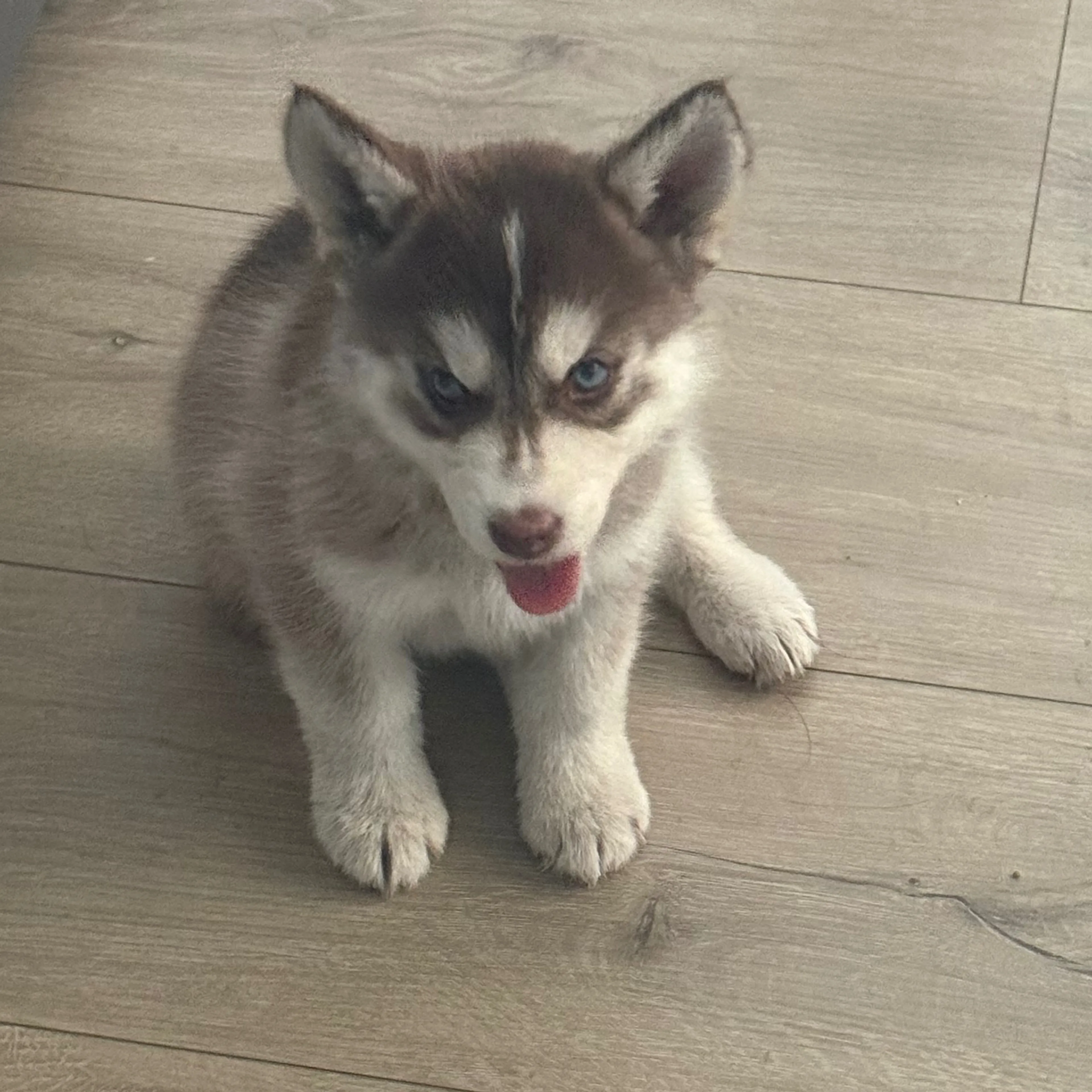 cdn image
