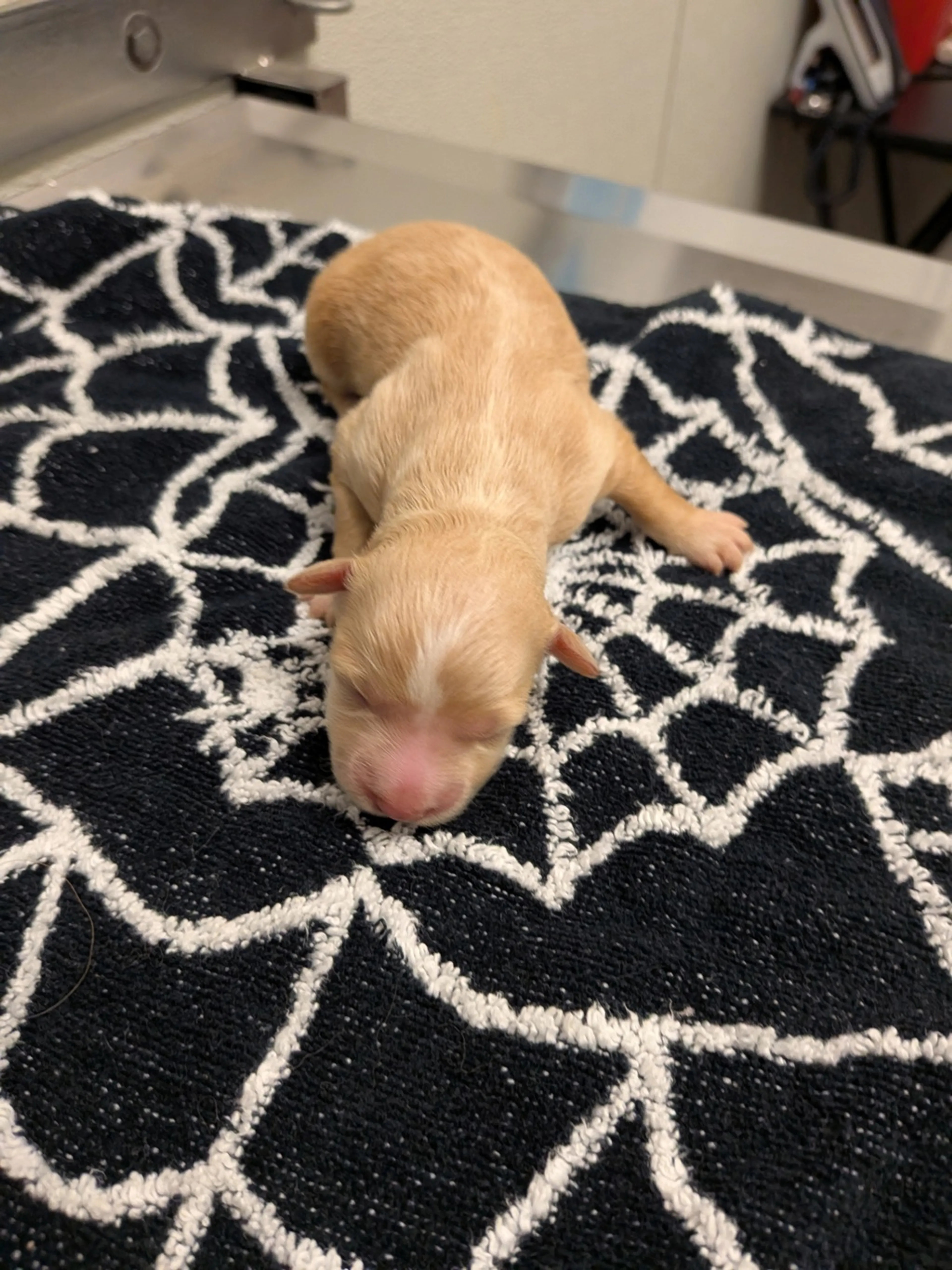 cdn image