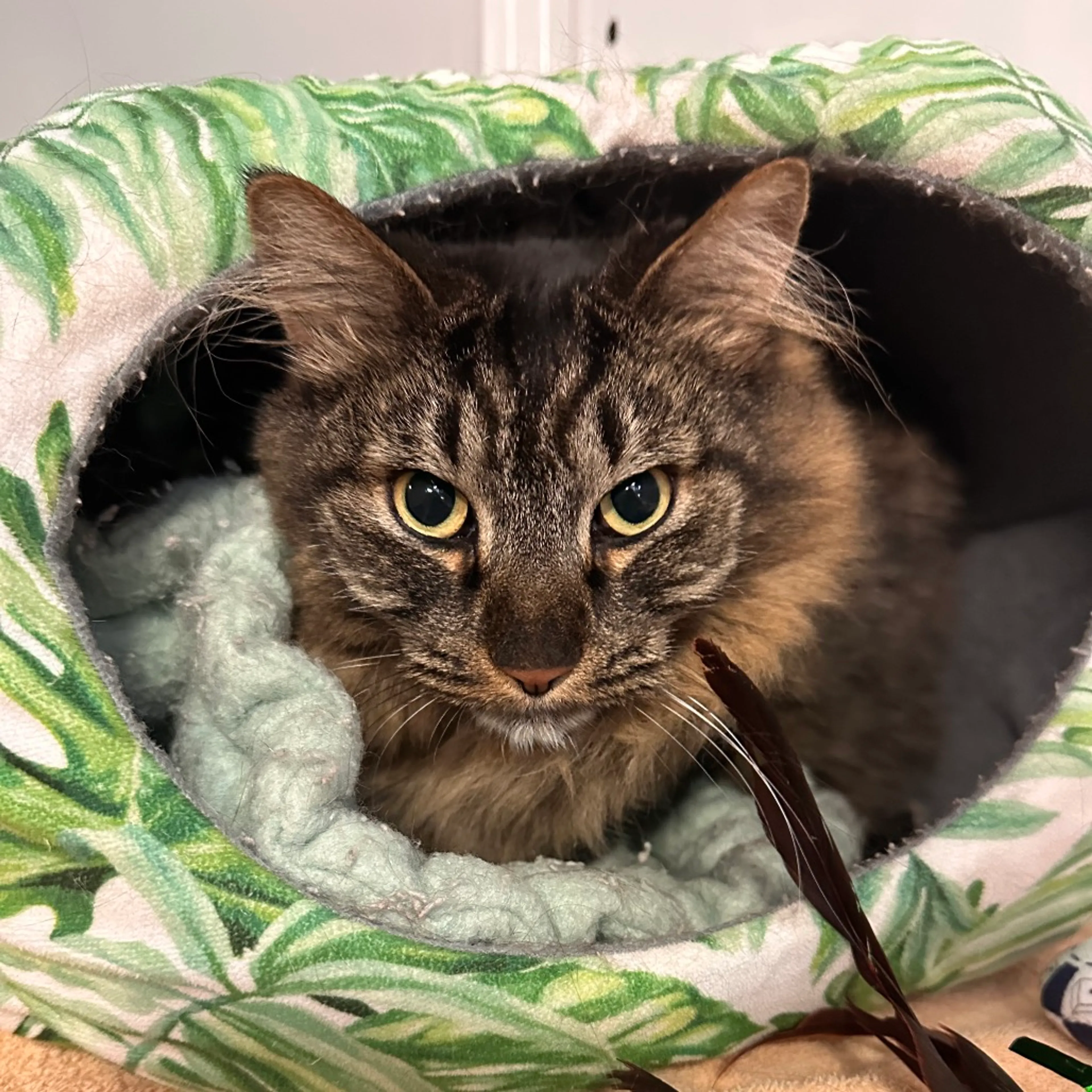 cdn image