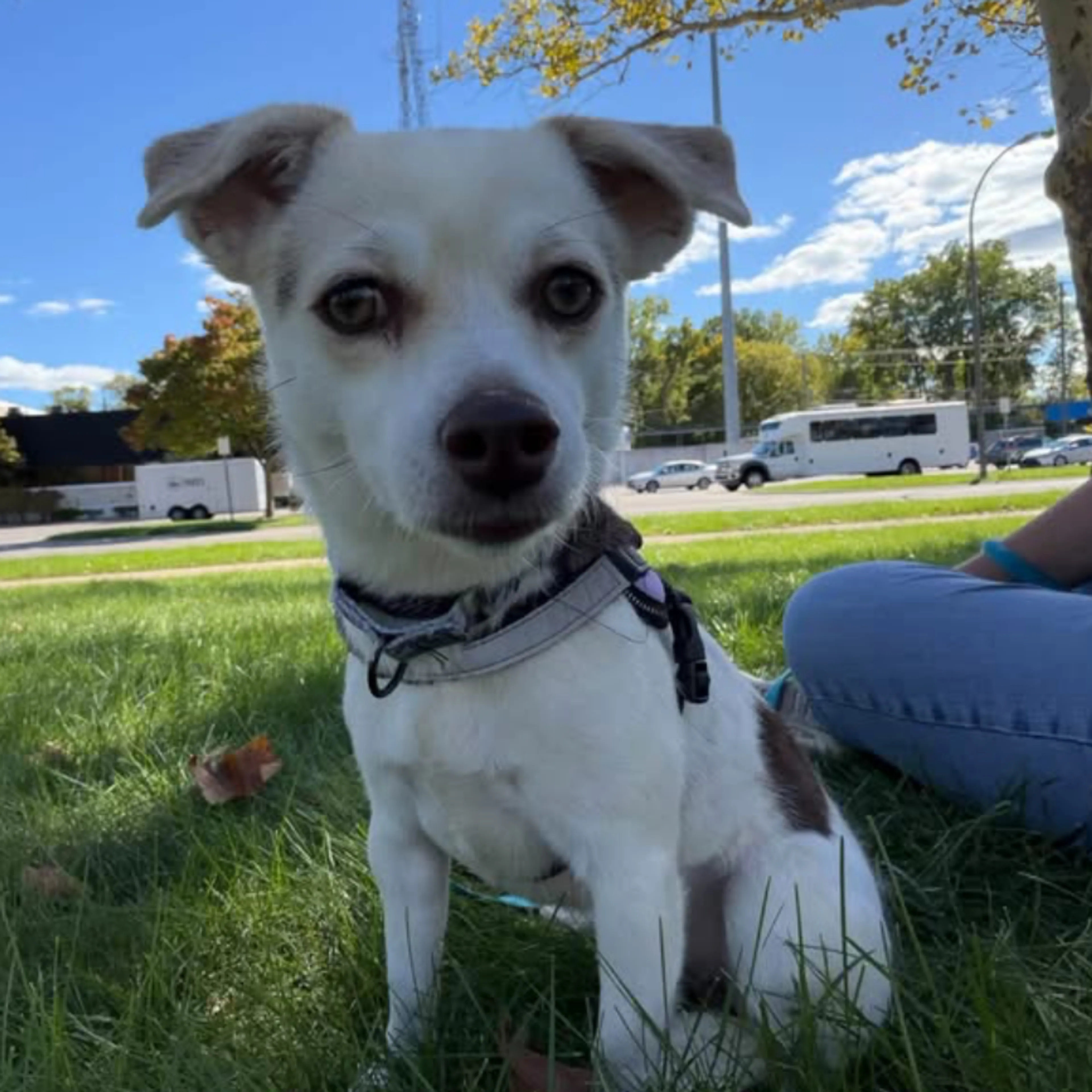 cdn image