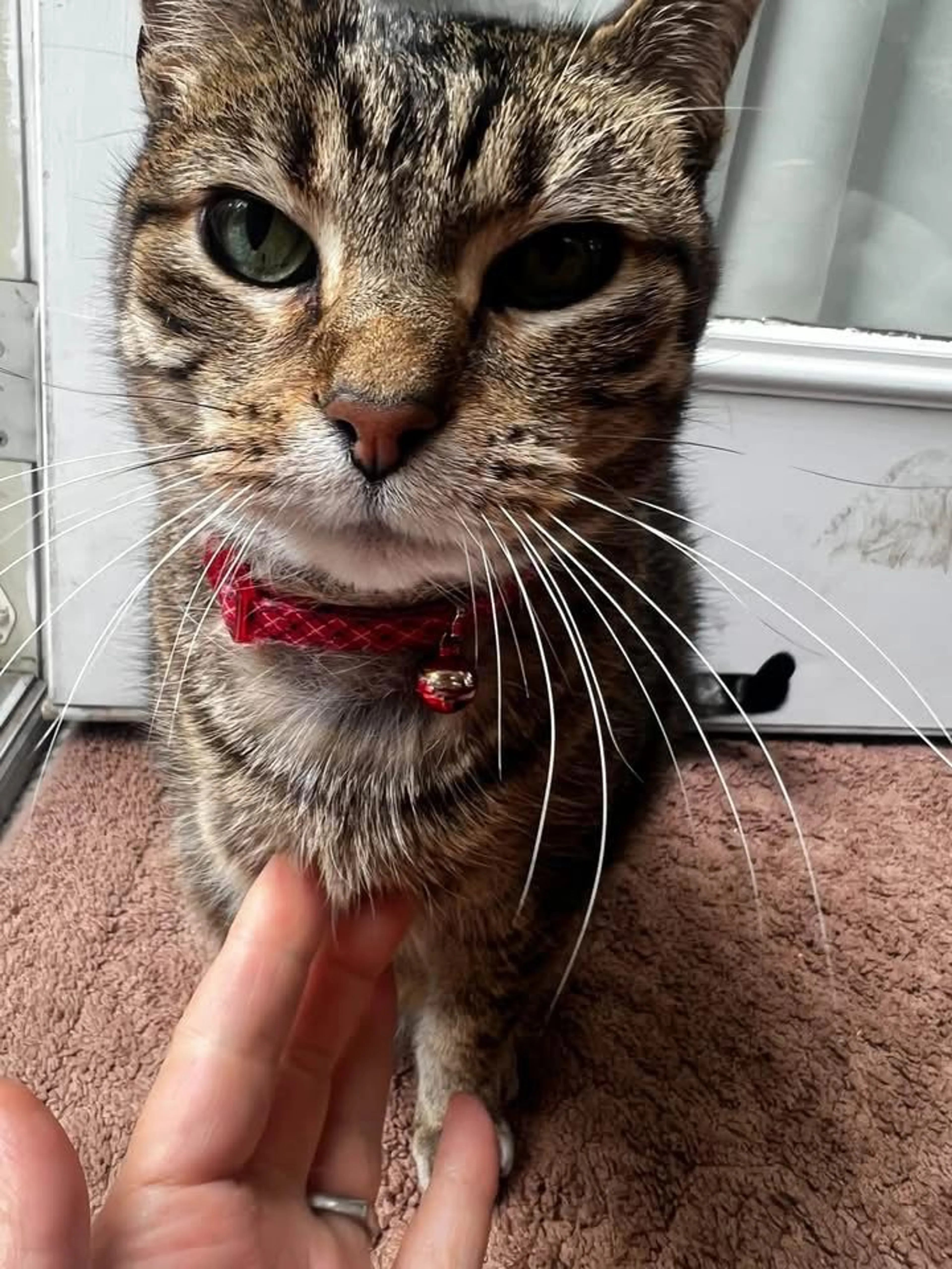 cdn image