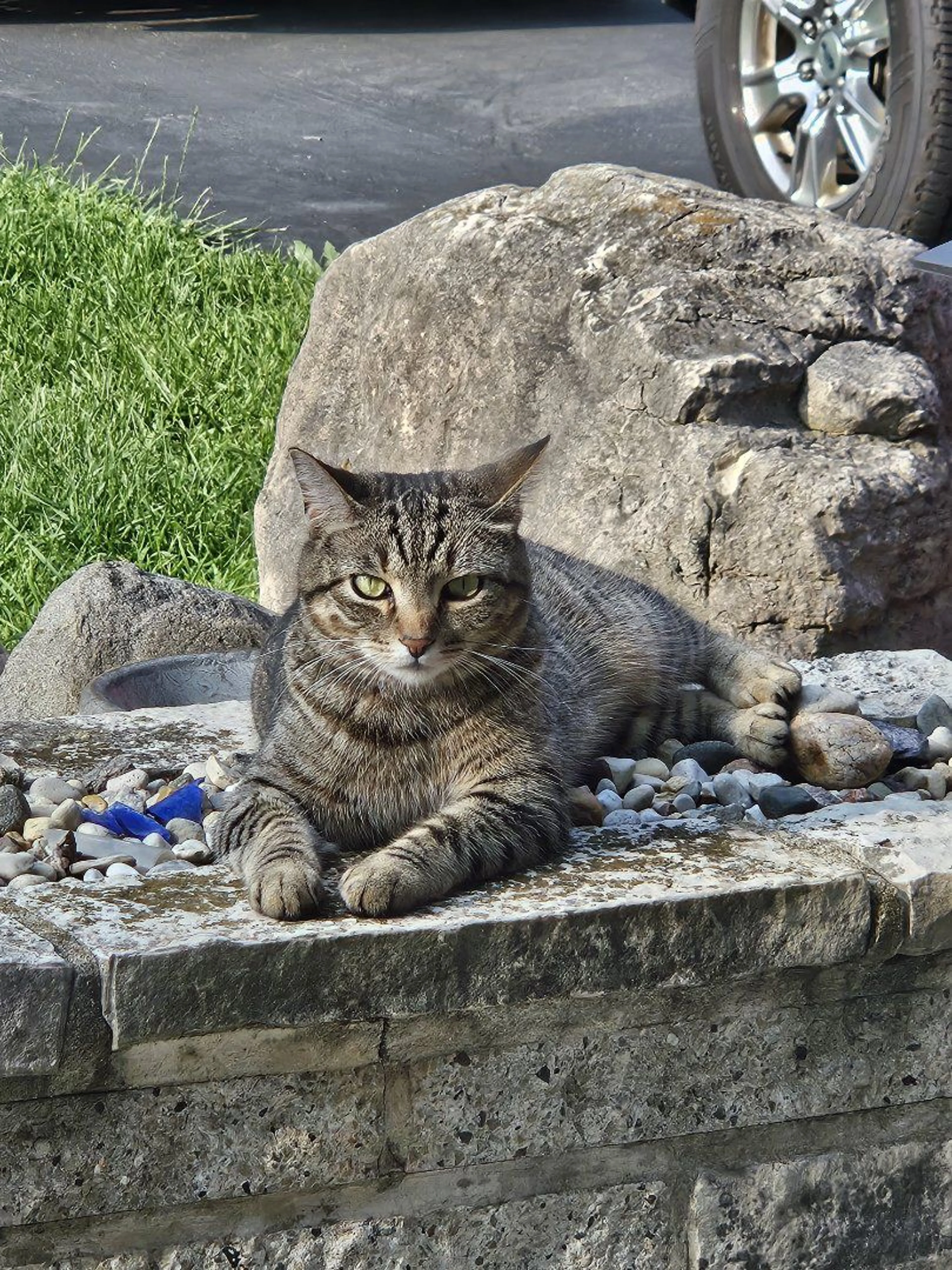 cdn image
