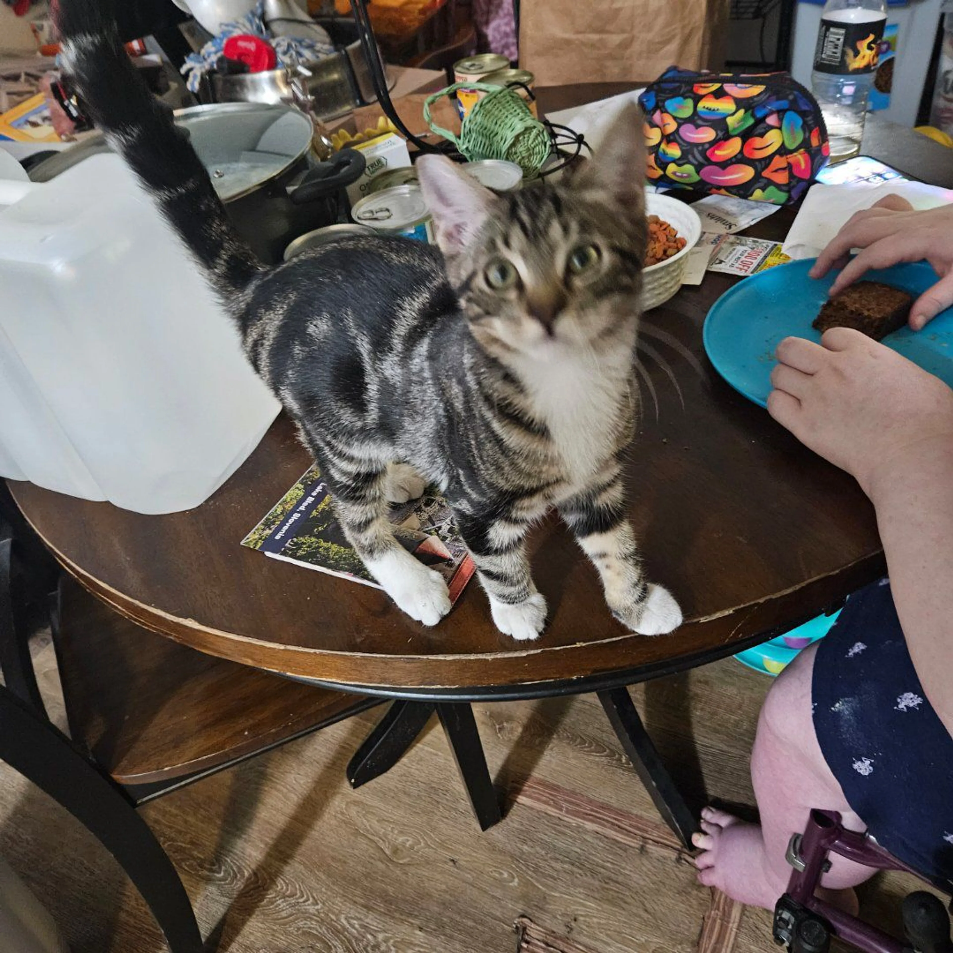 cdn image