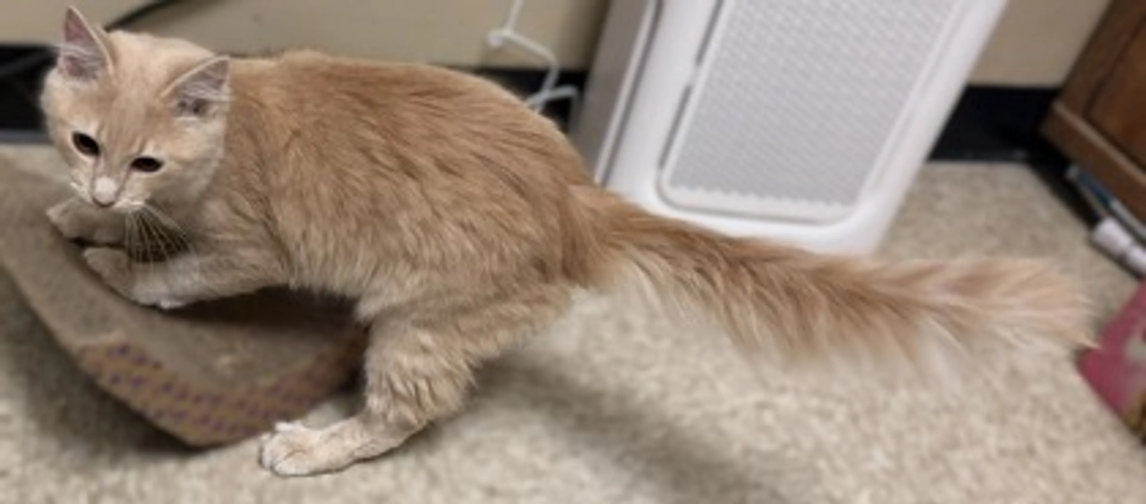 cdn image