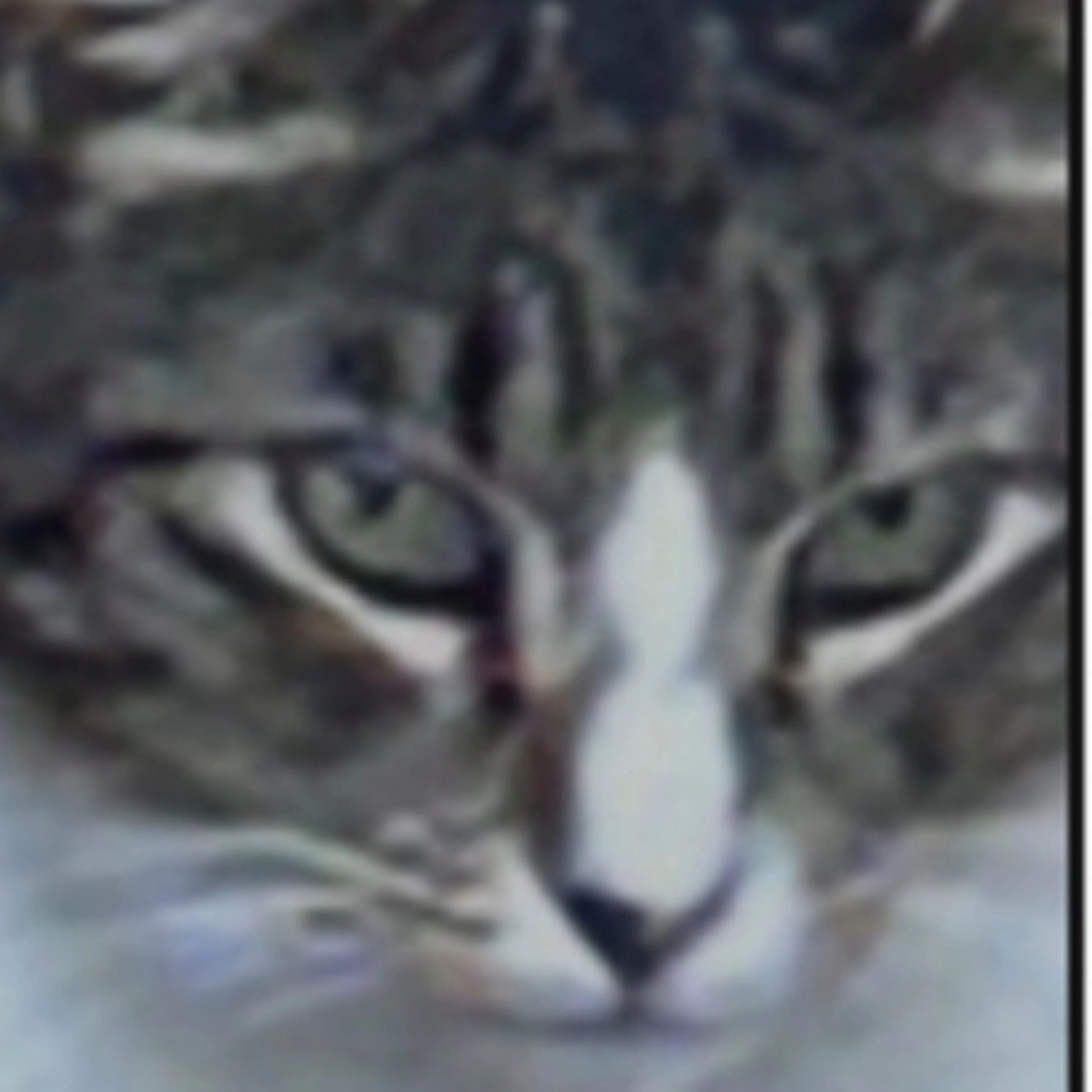 cdn image