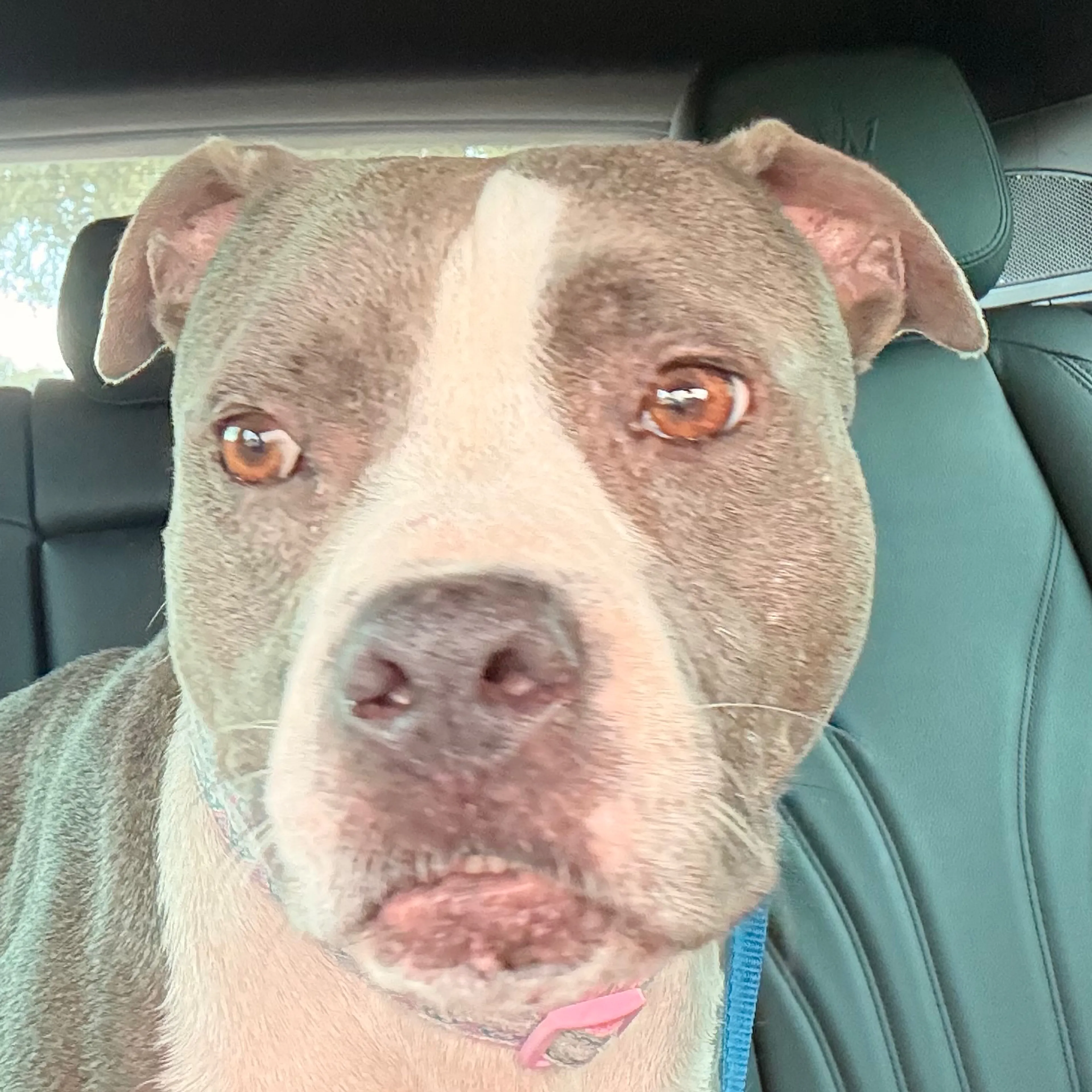 cdn image