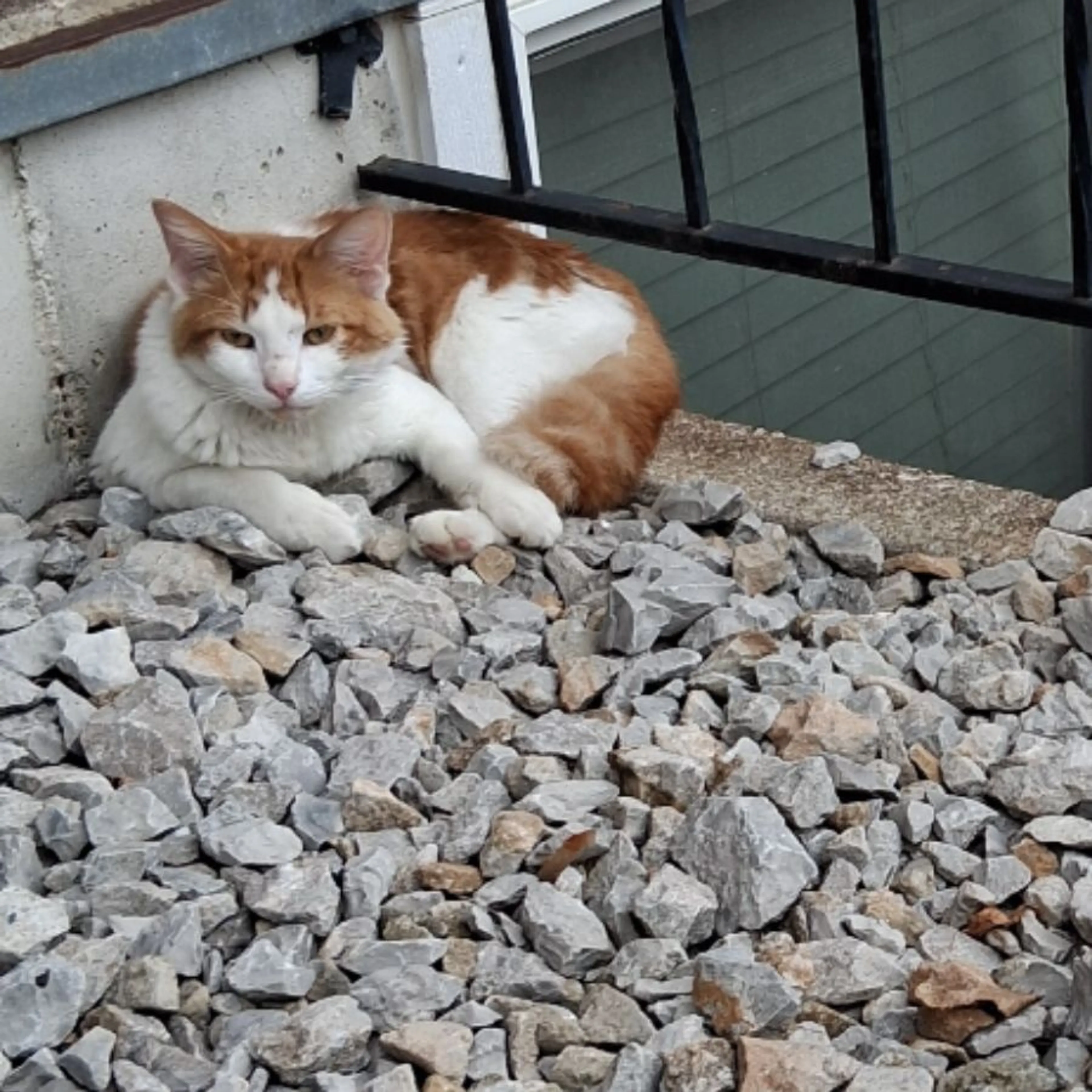 cdn image