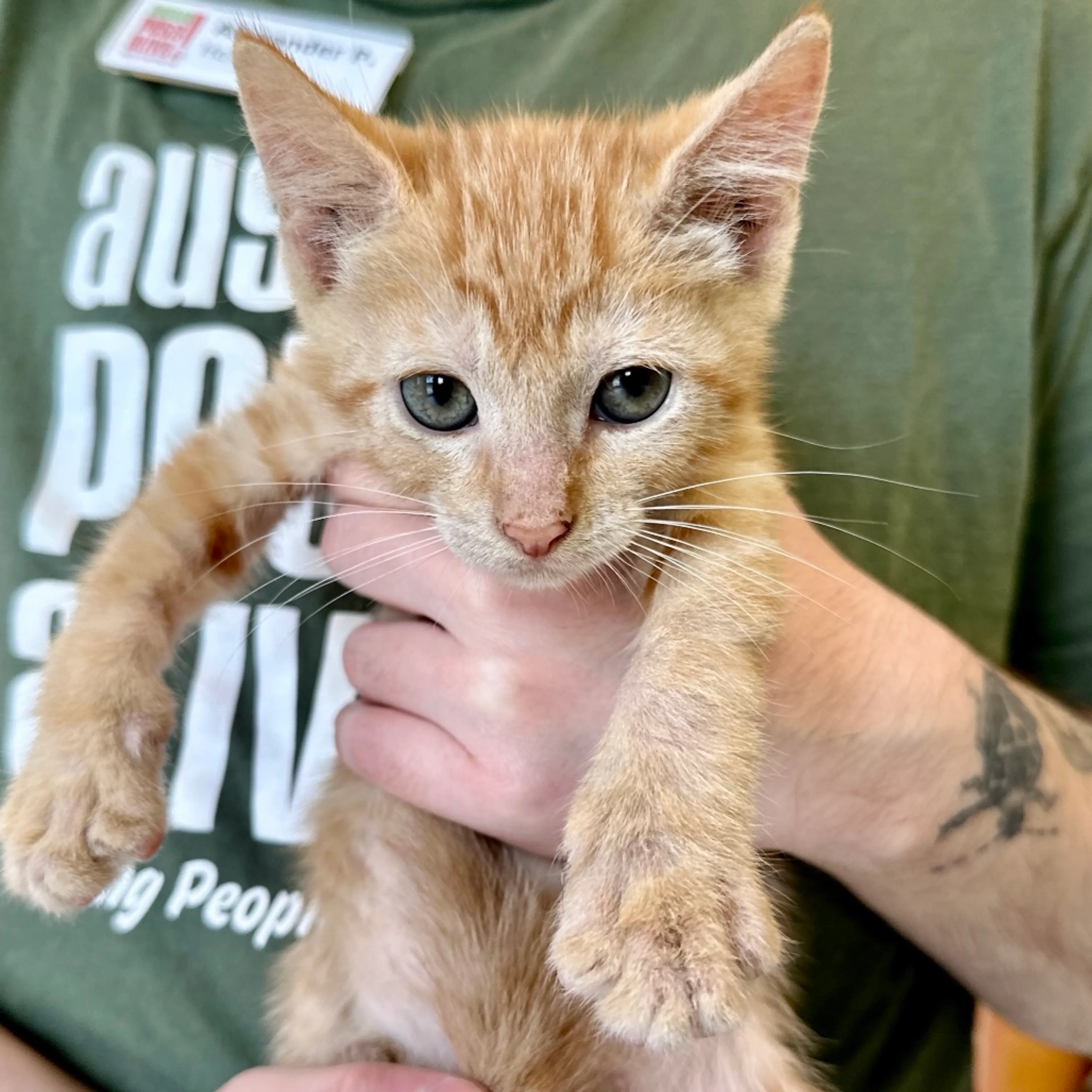 cdn image