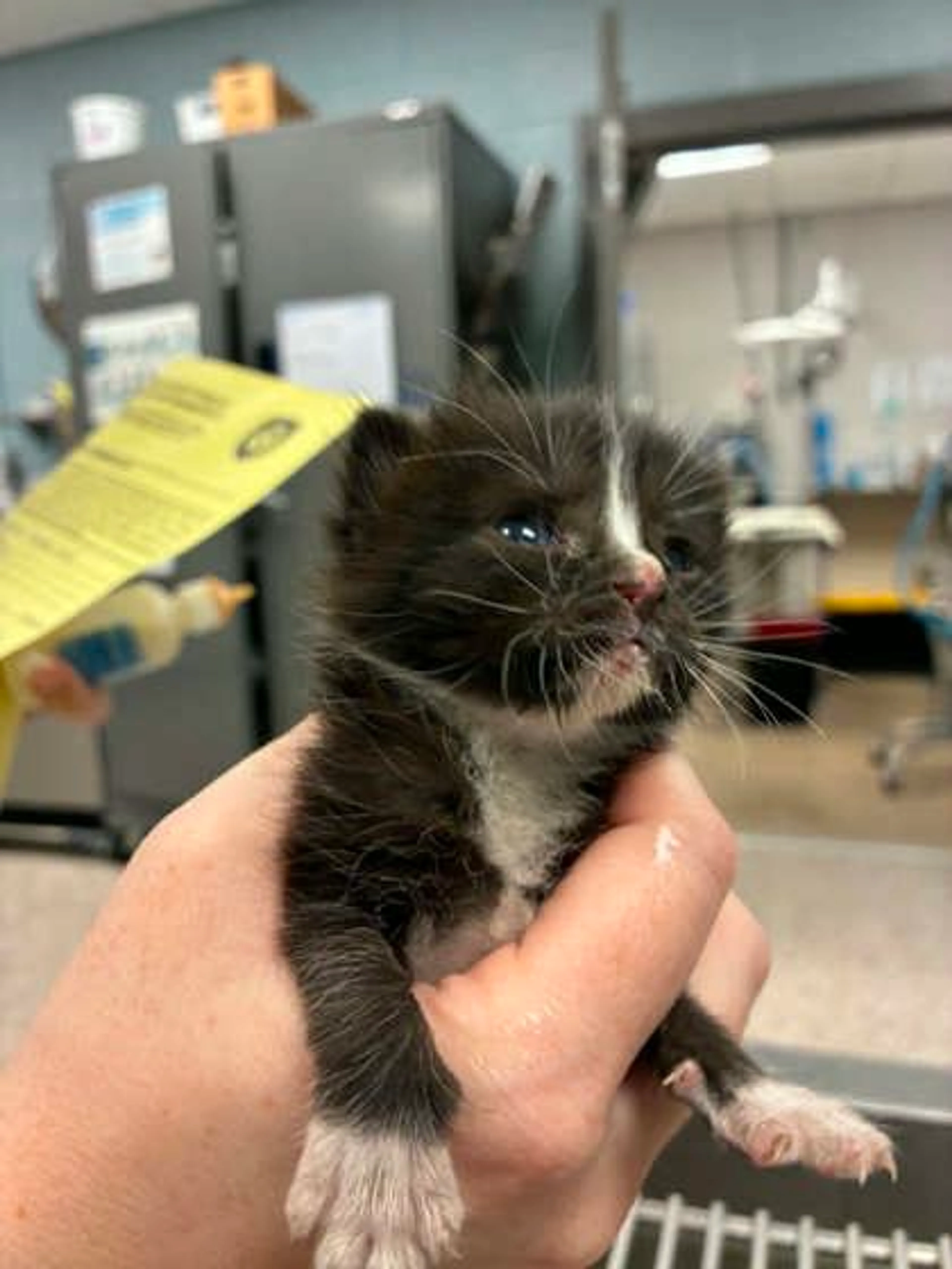 cdn image