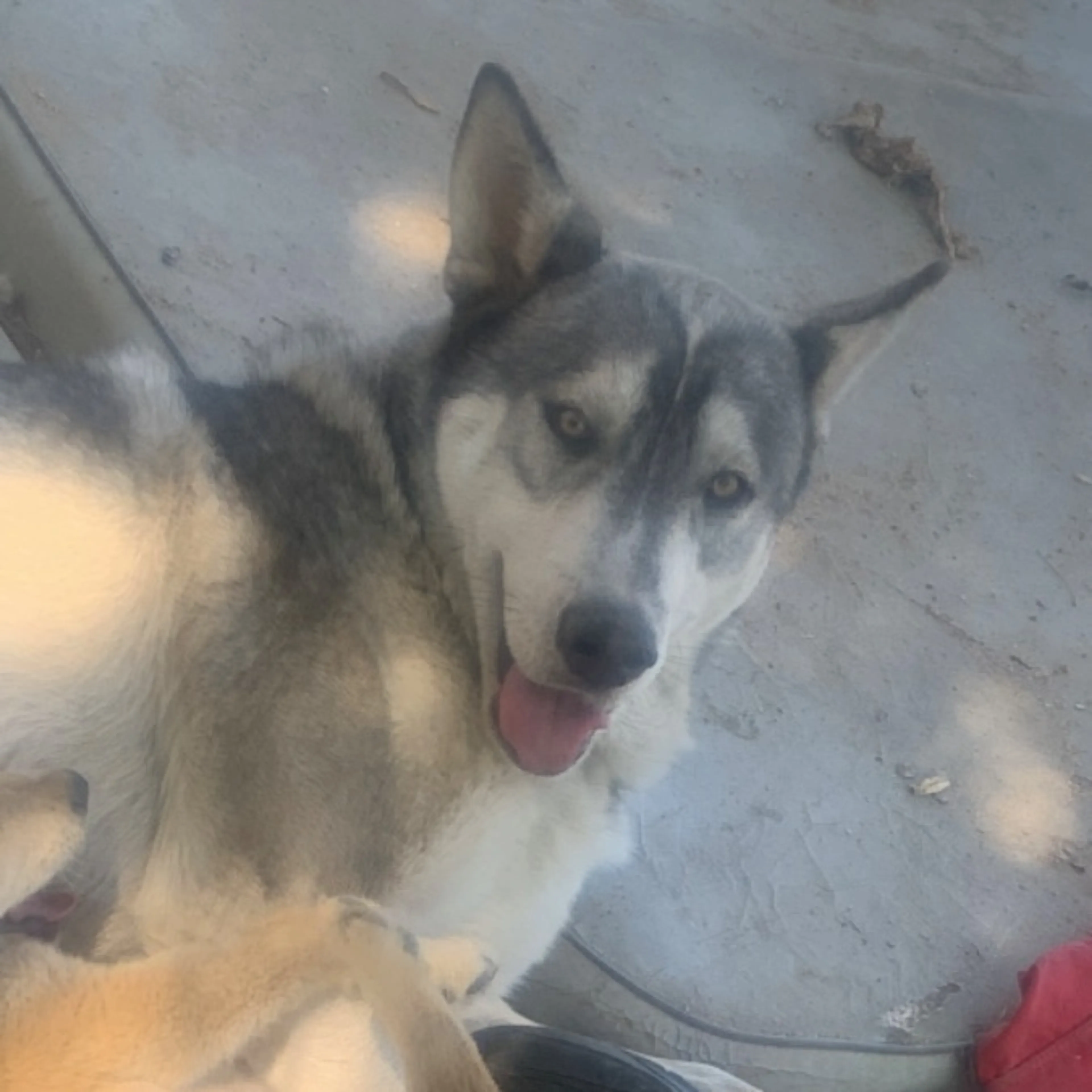 cdn image