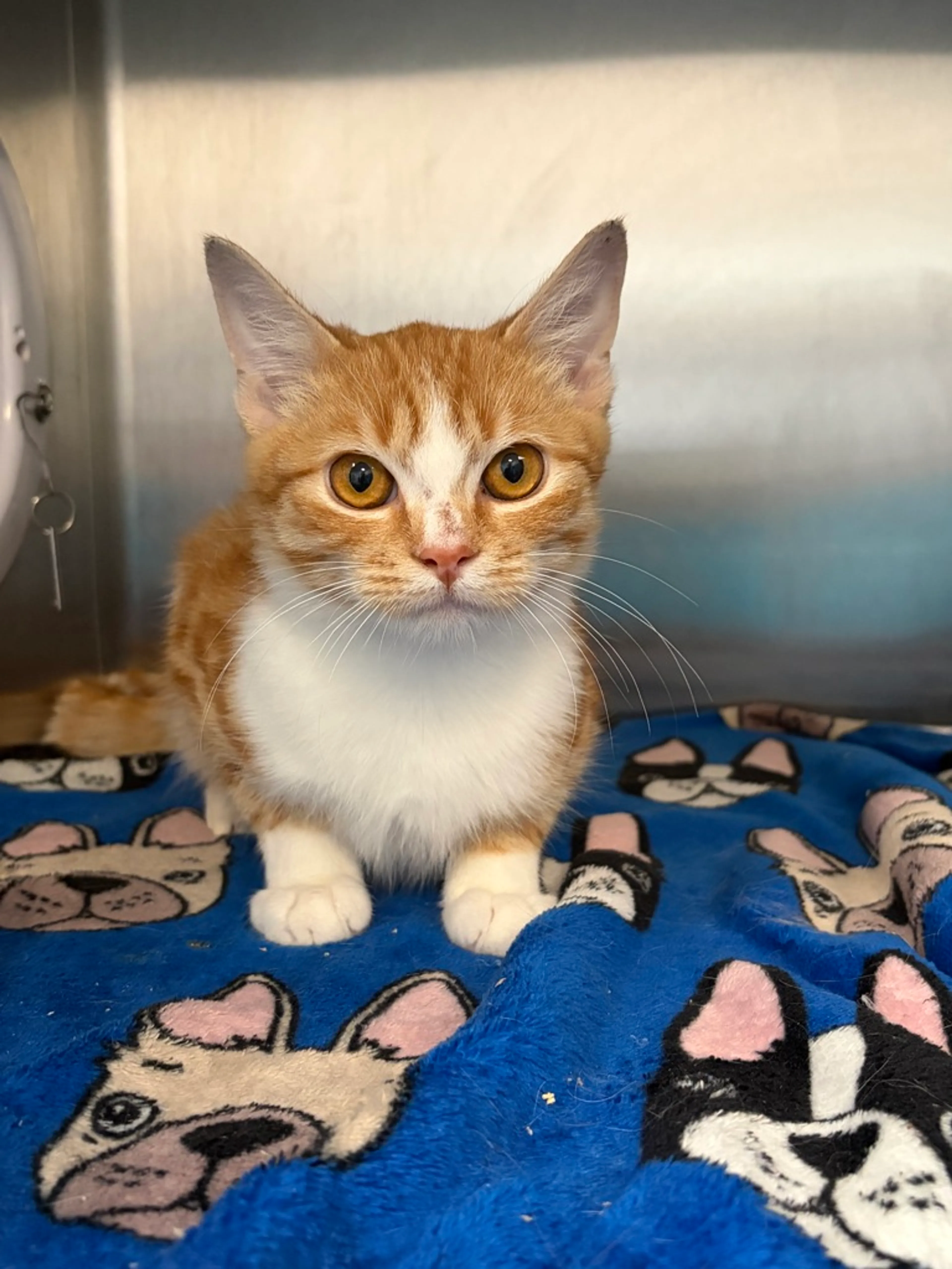cdn image