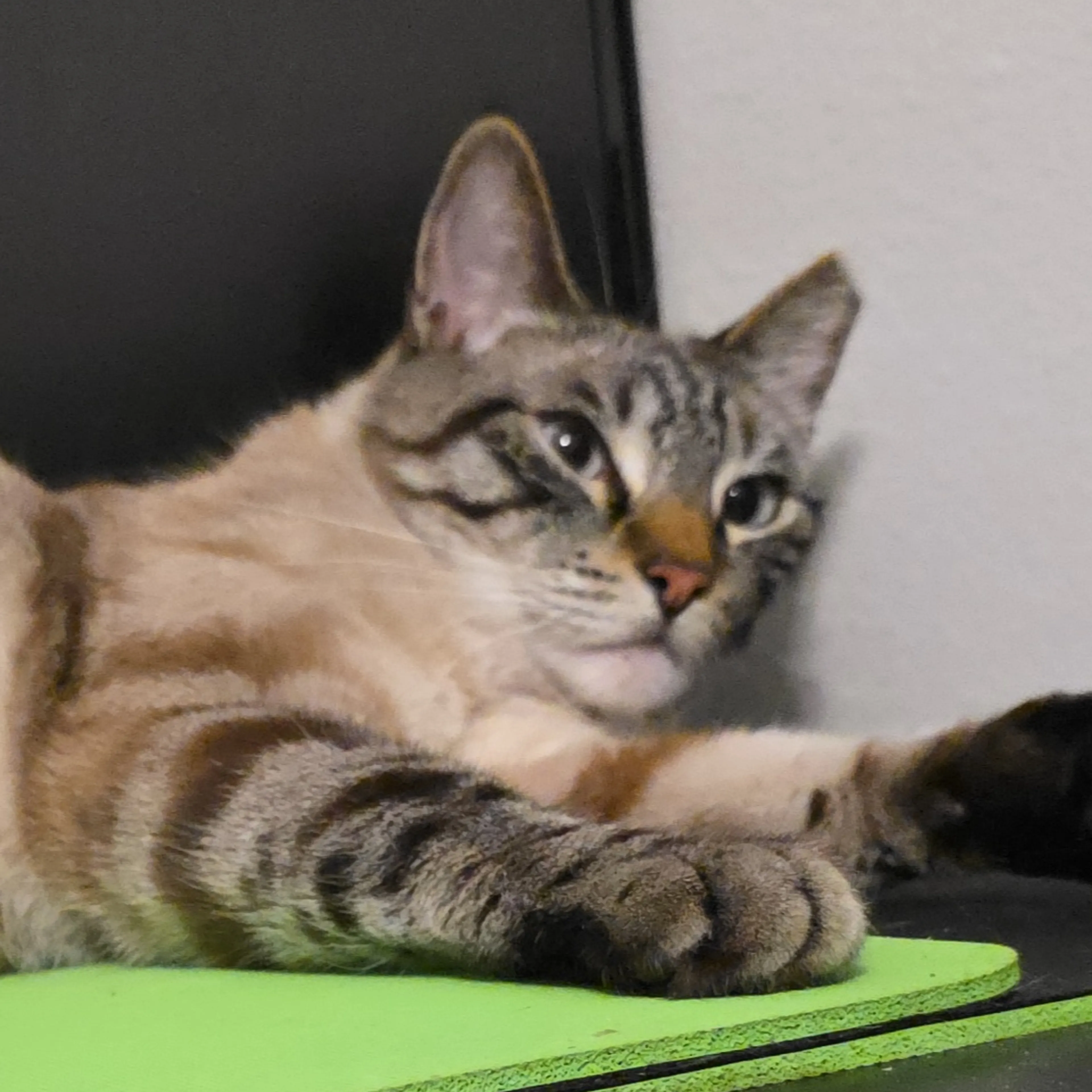 cdn image