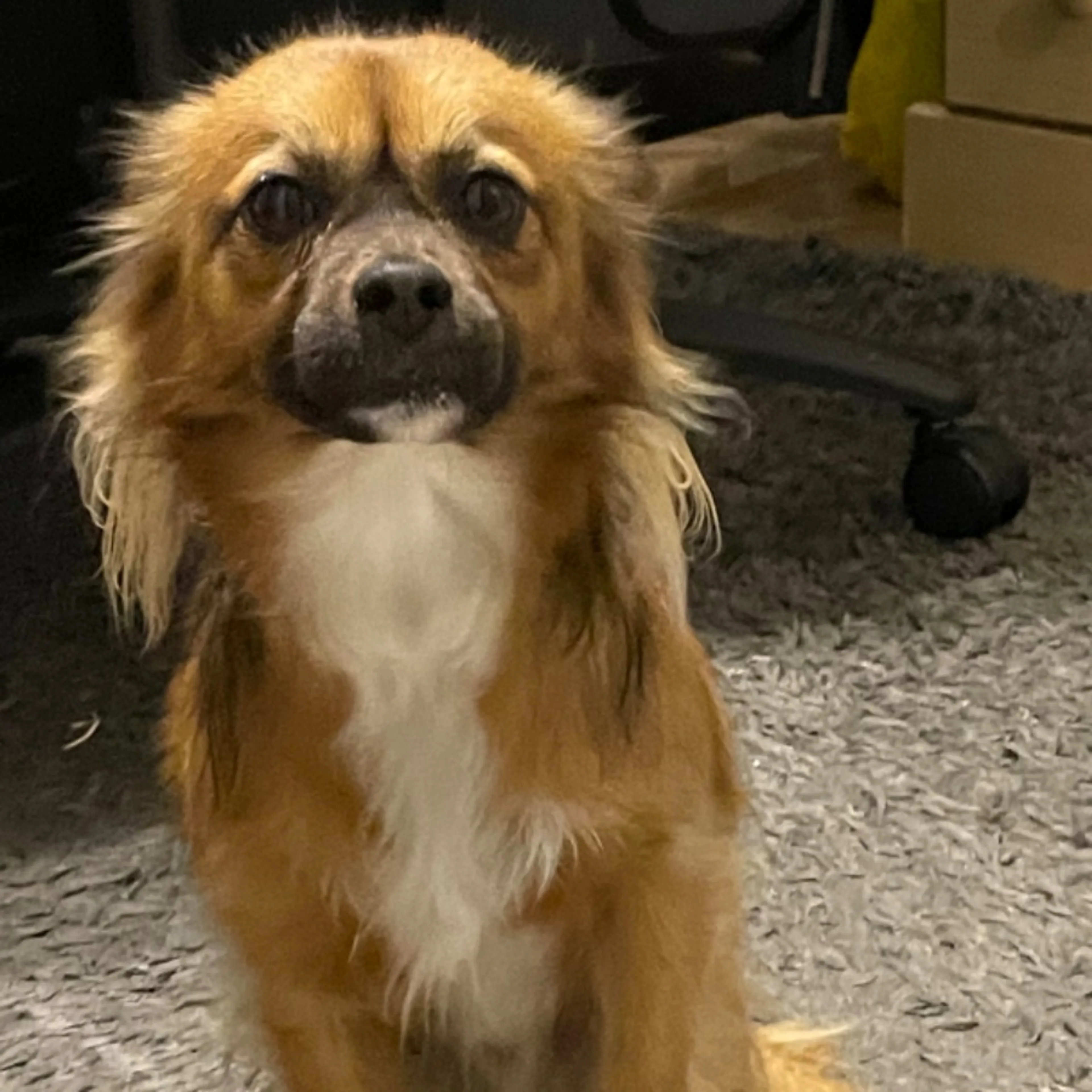 cdn image