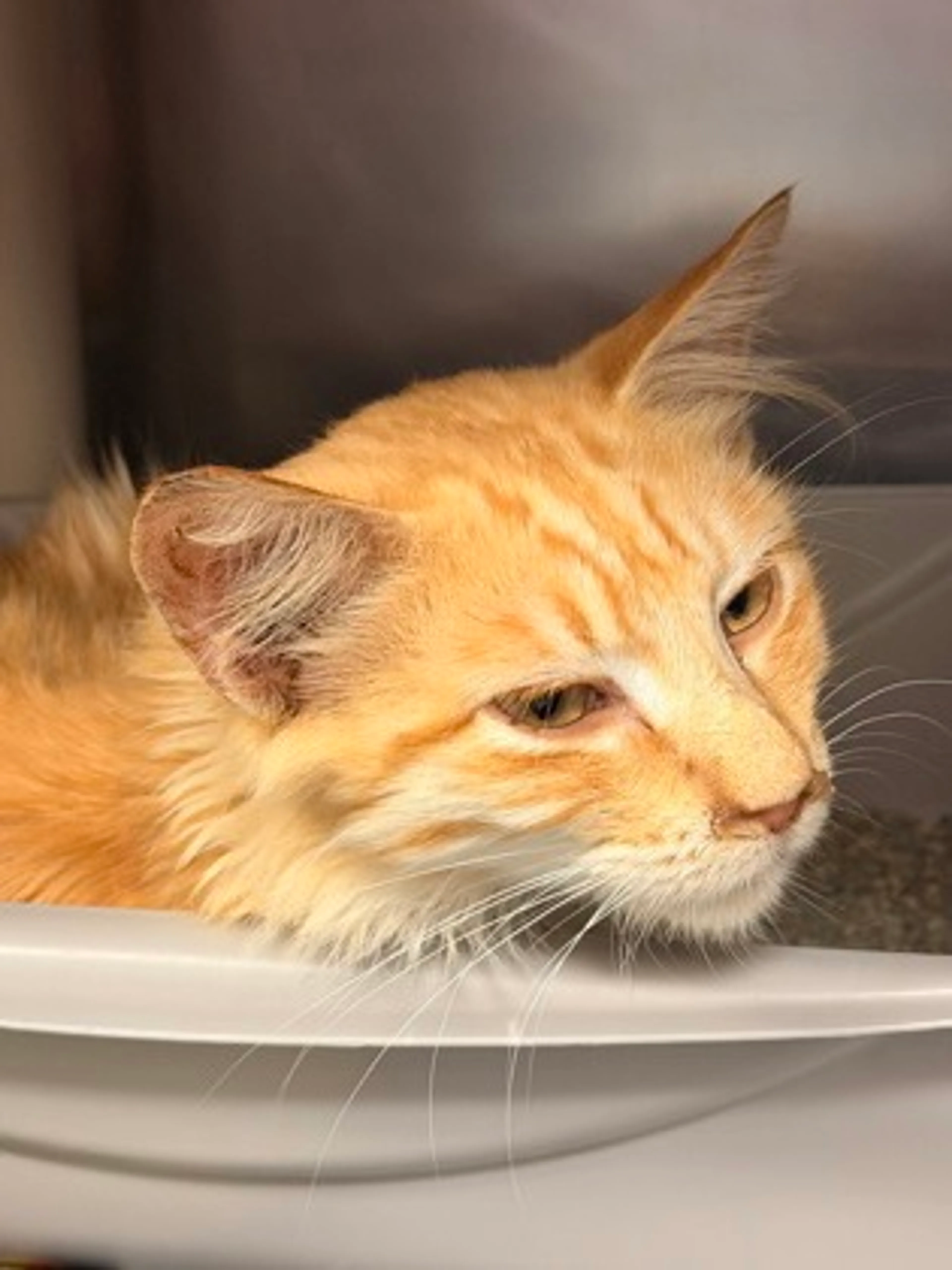 cdn image
