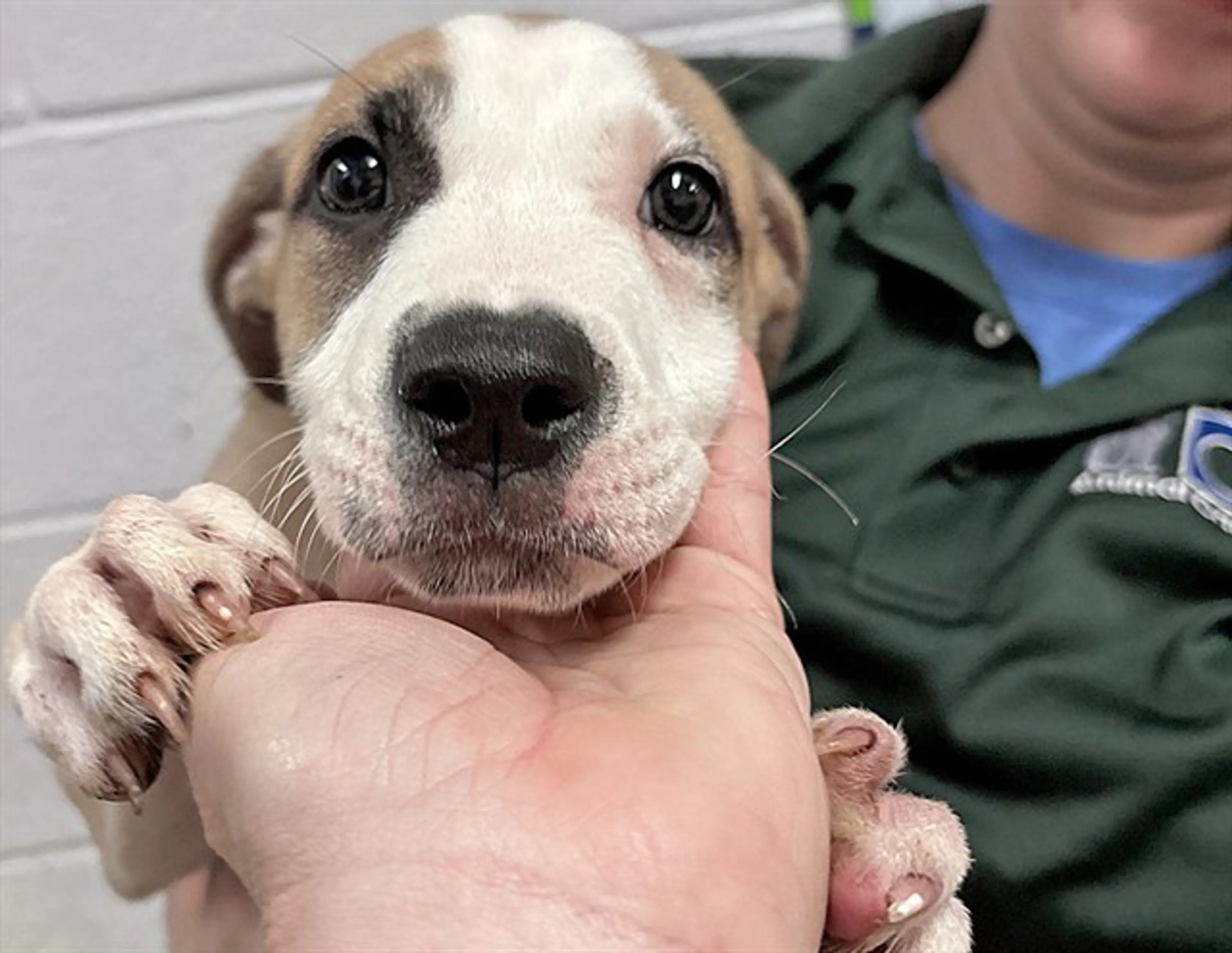 cdn image