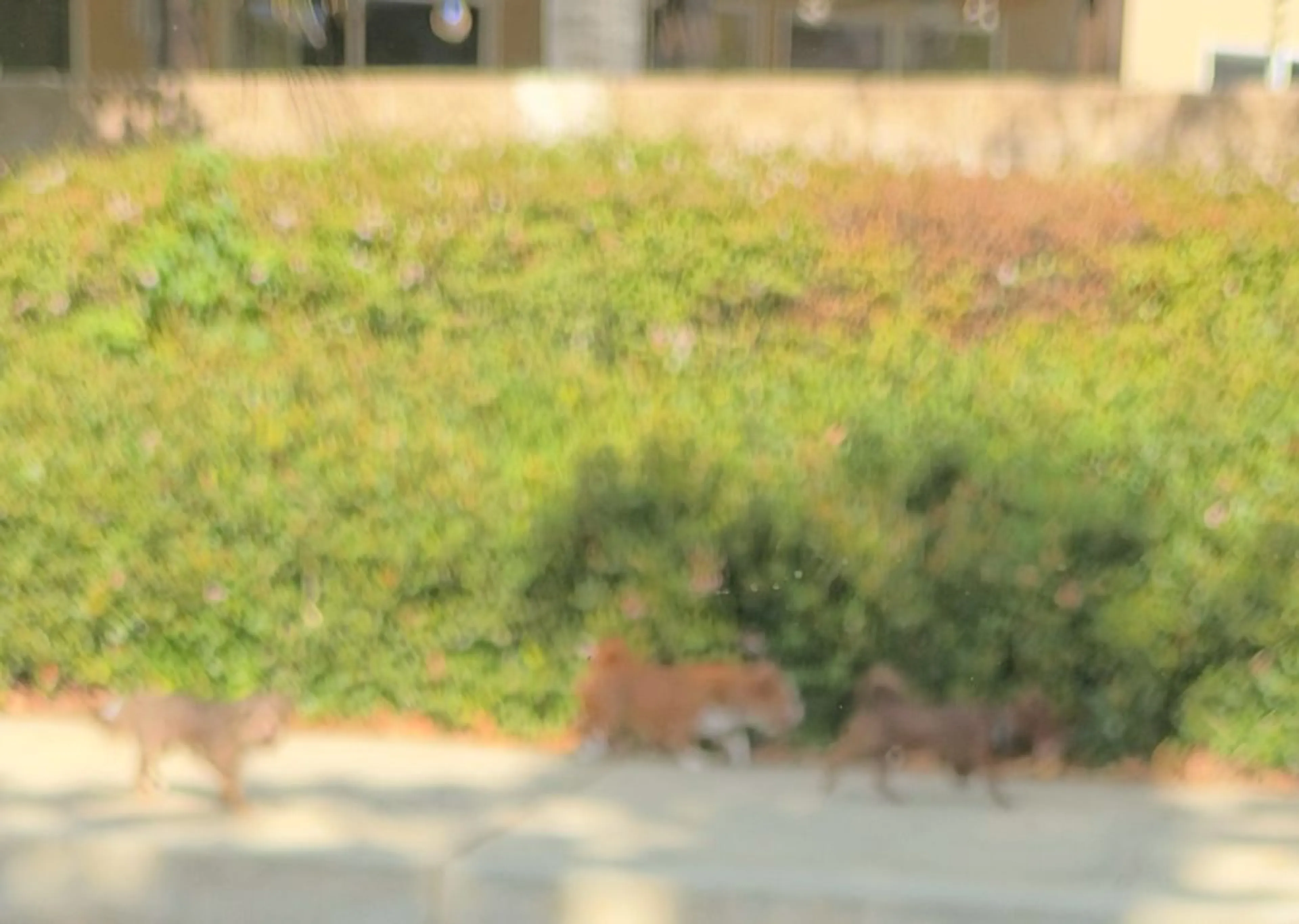 cdn image