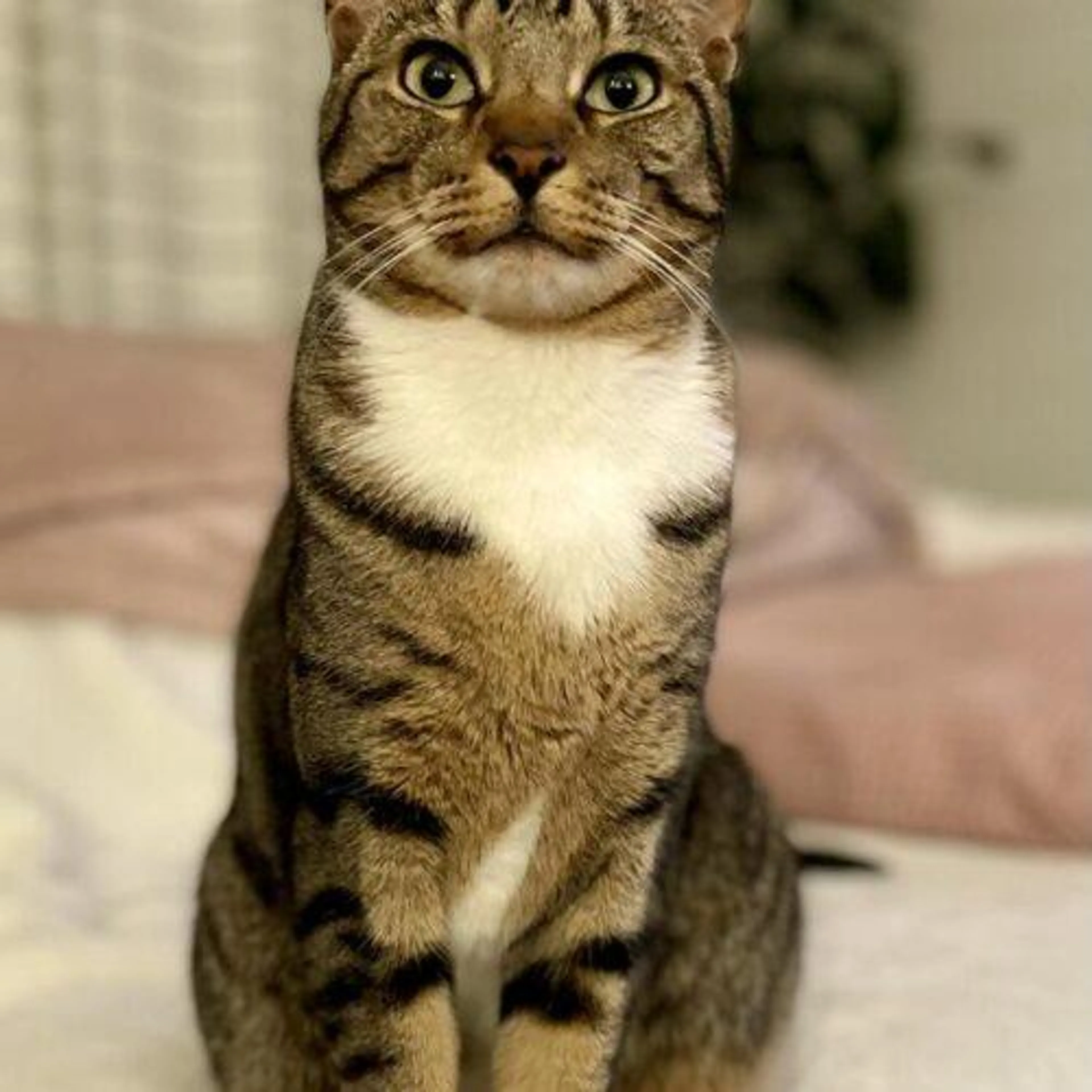 cdn image