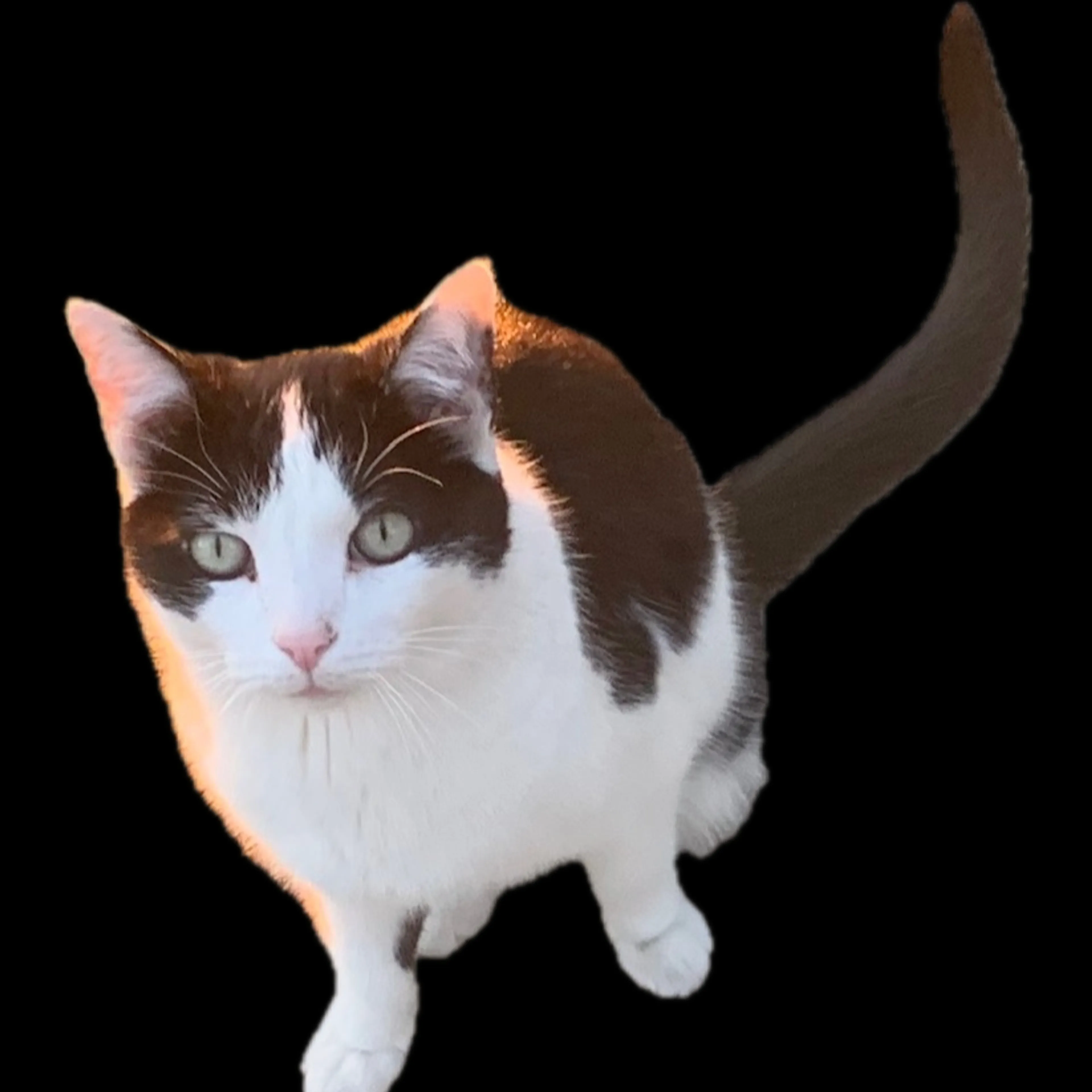 cdn image