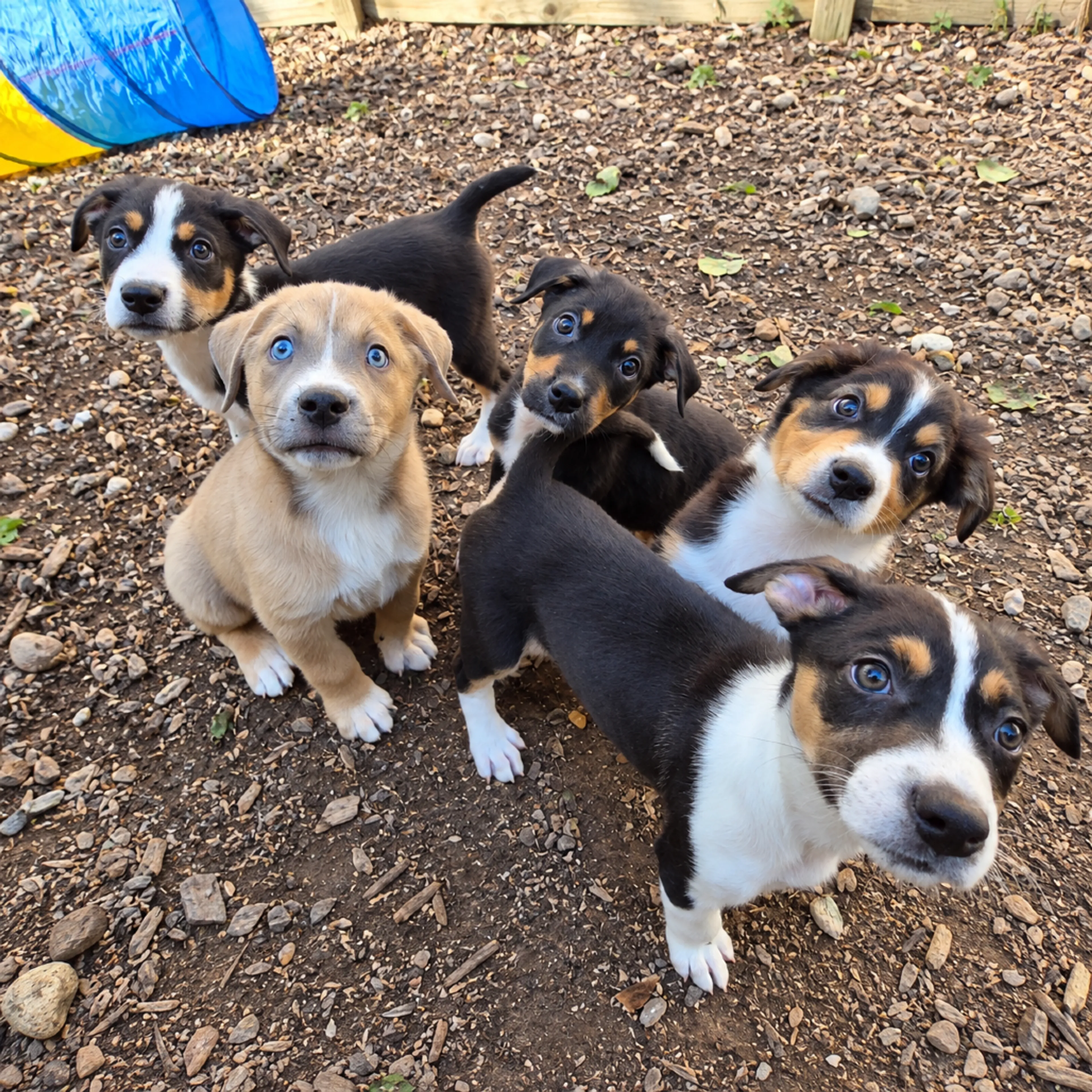 cdn image