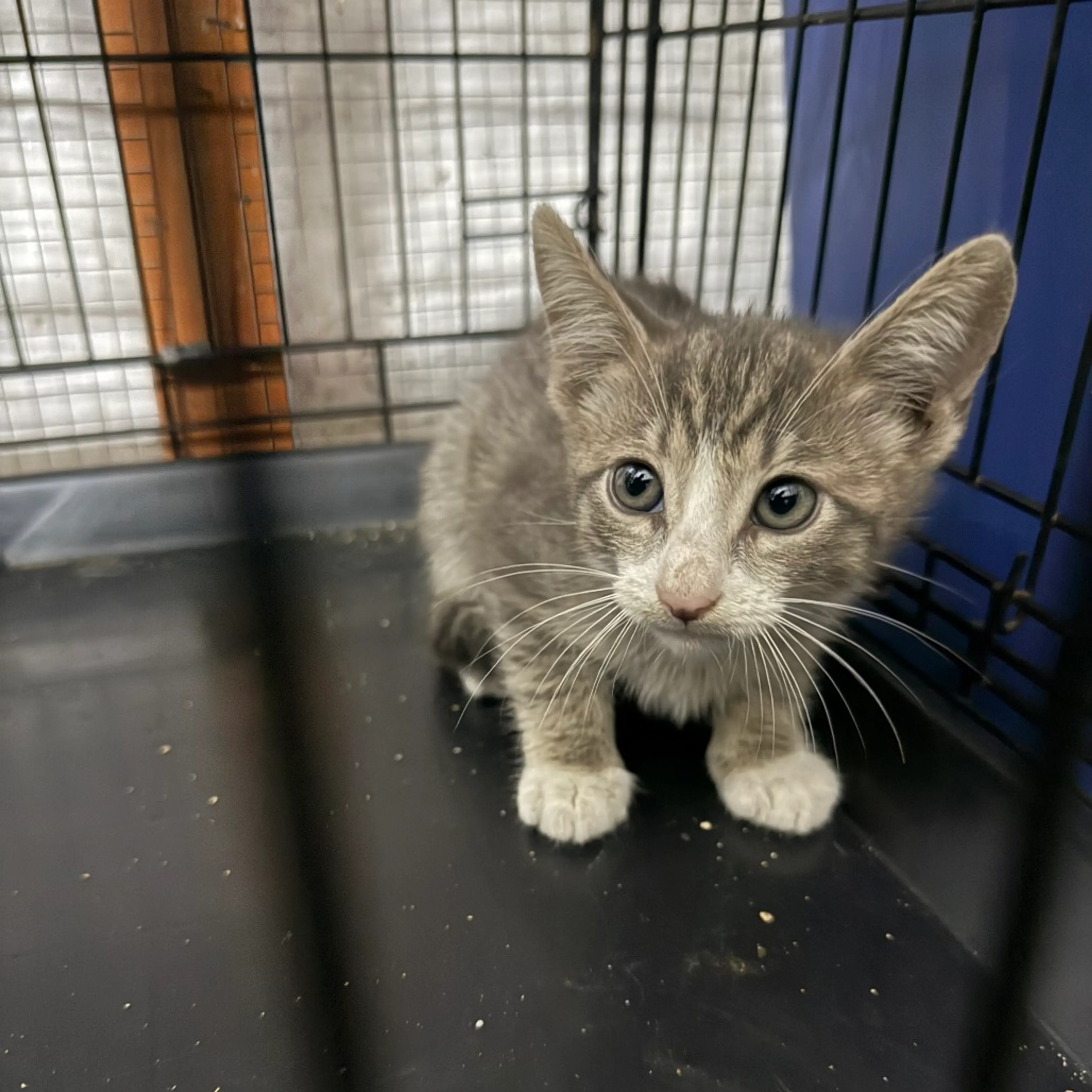 cdn image
