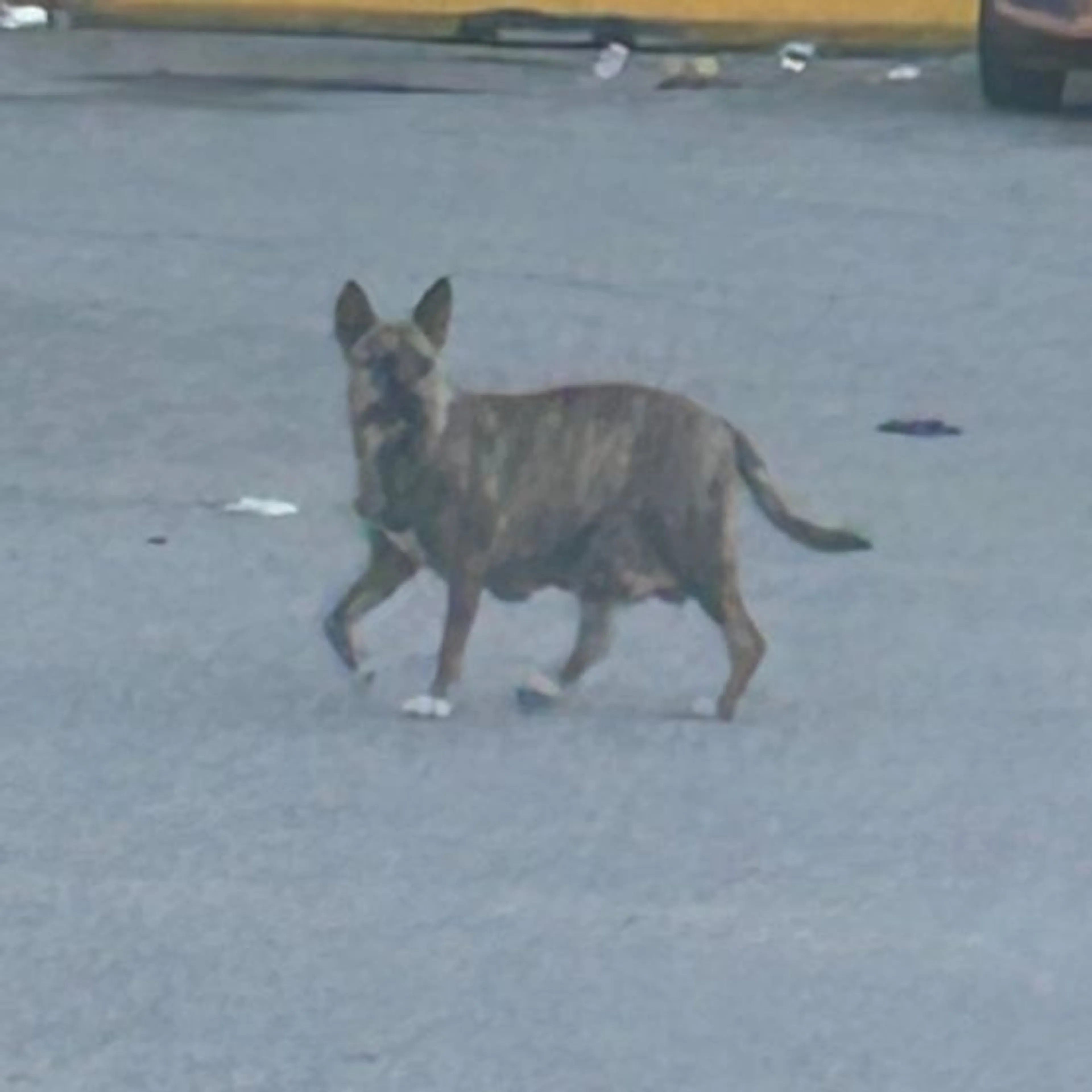 cdn image