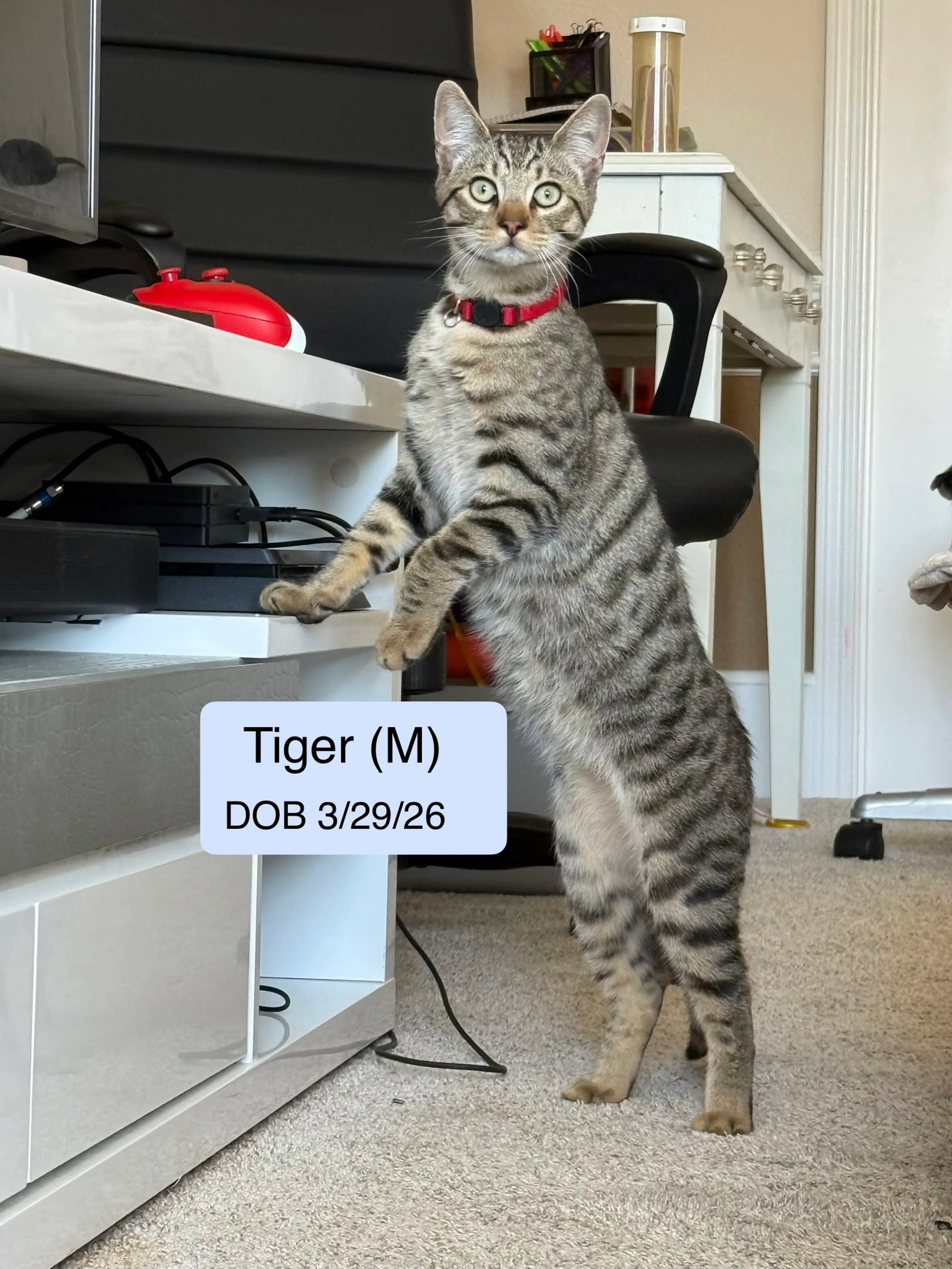 cdn image
