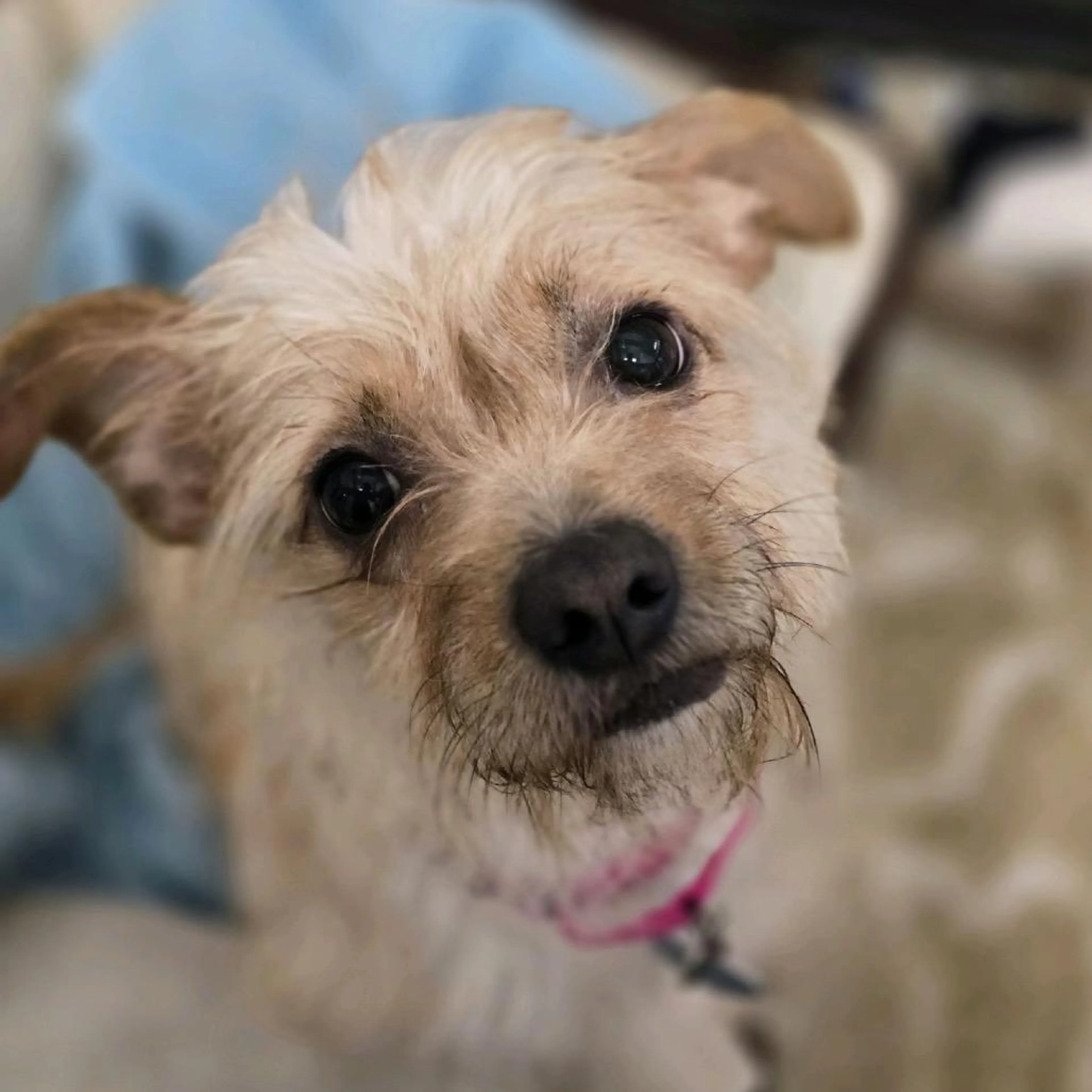 cdn image