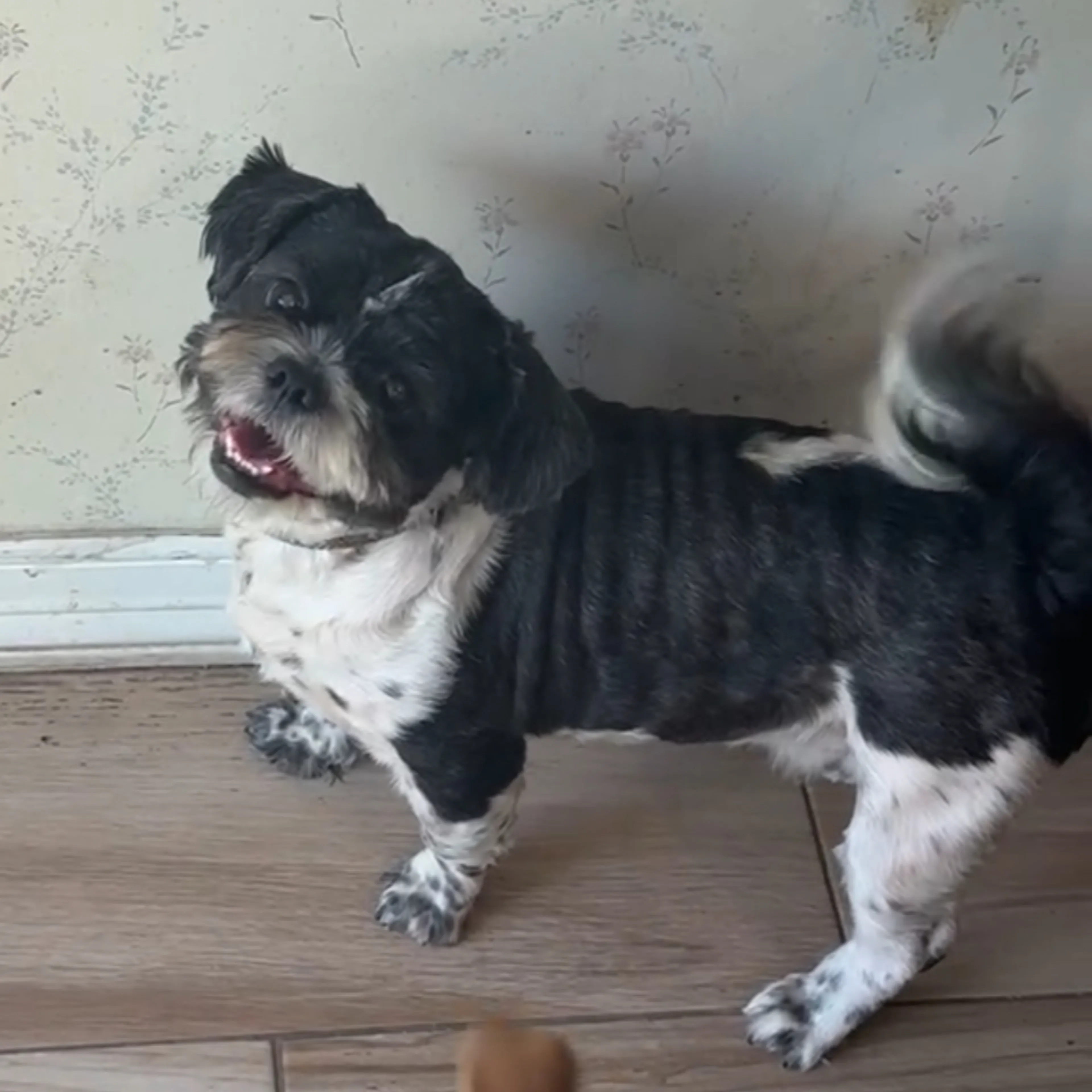 cdn image