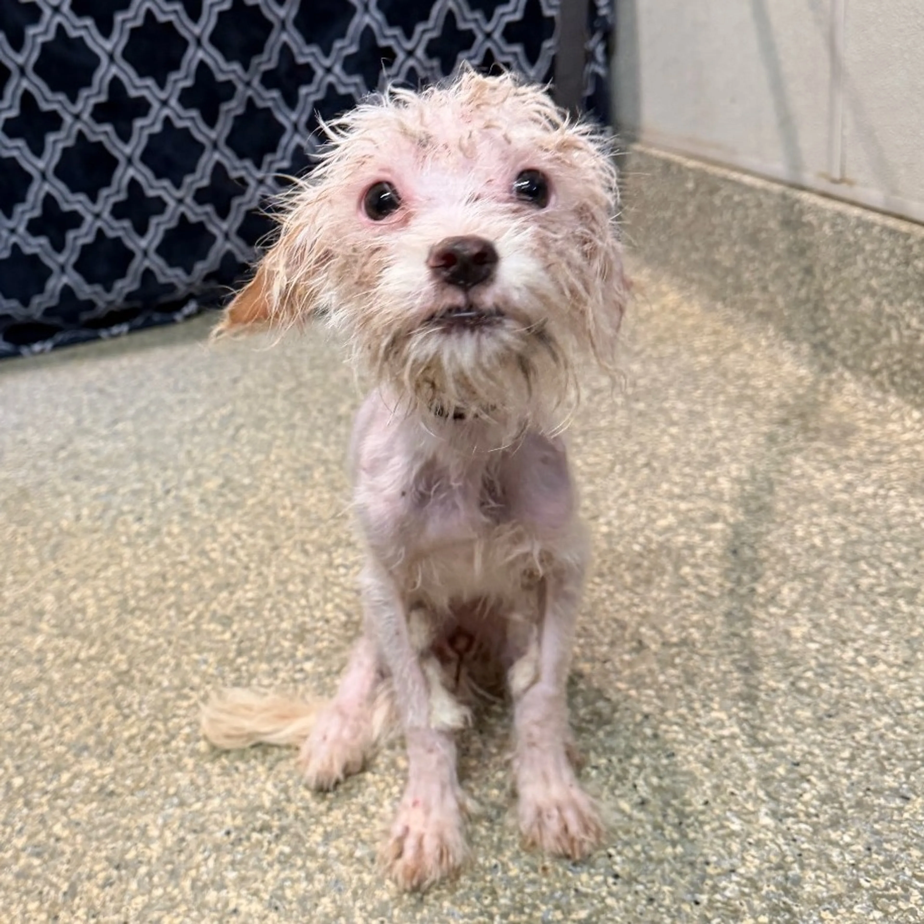 cdn image
