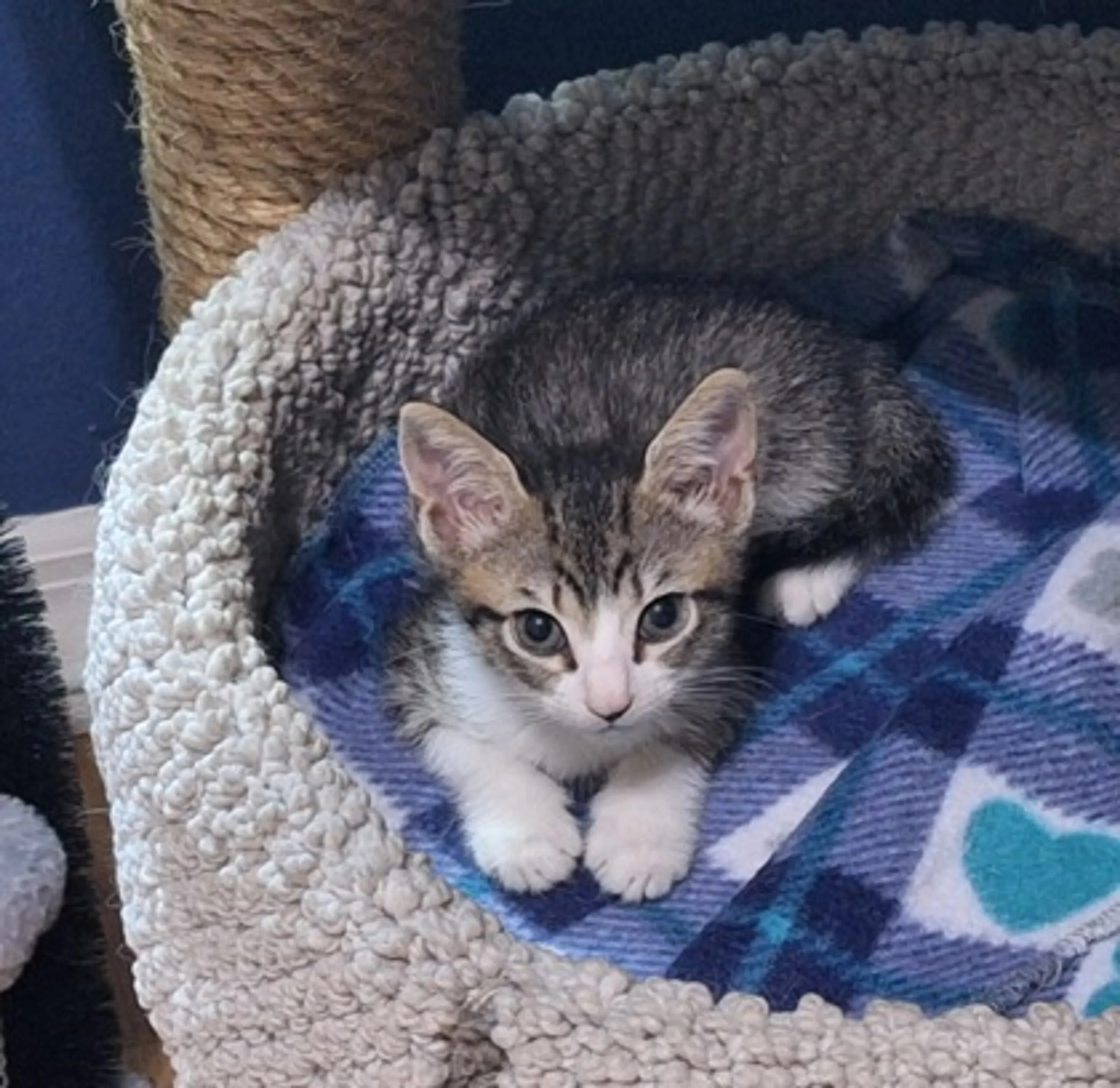 cdn image