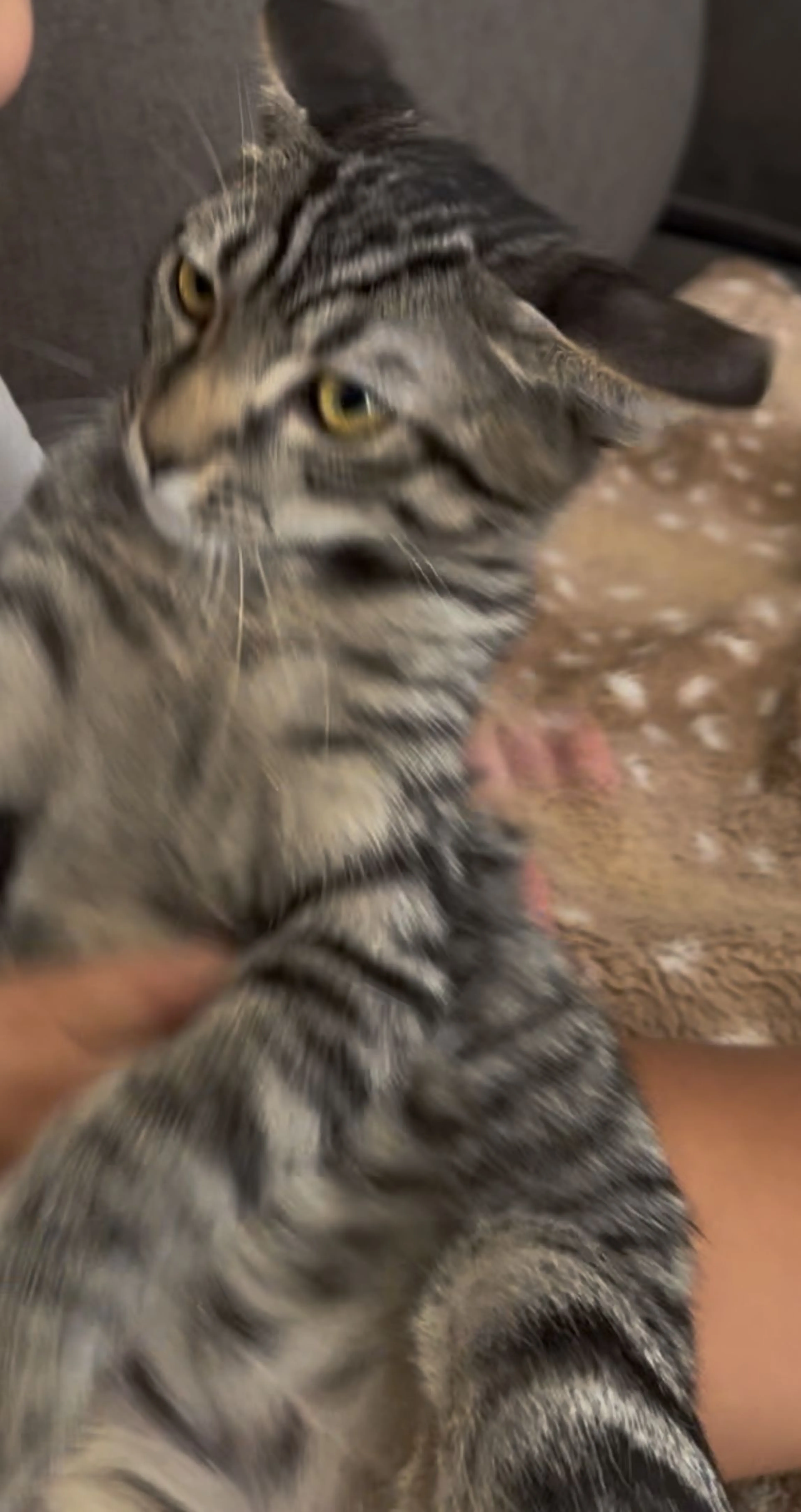 cdn image