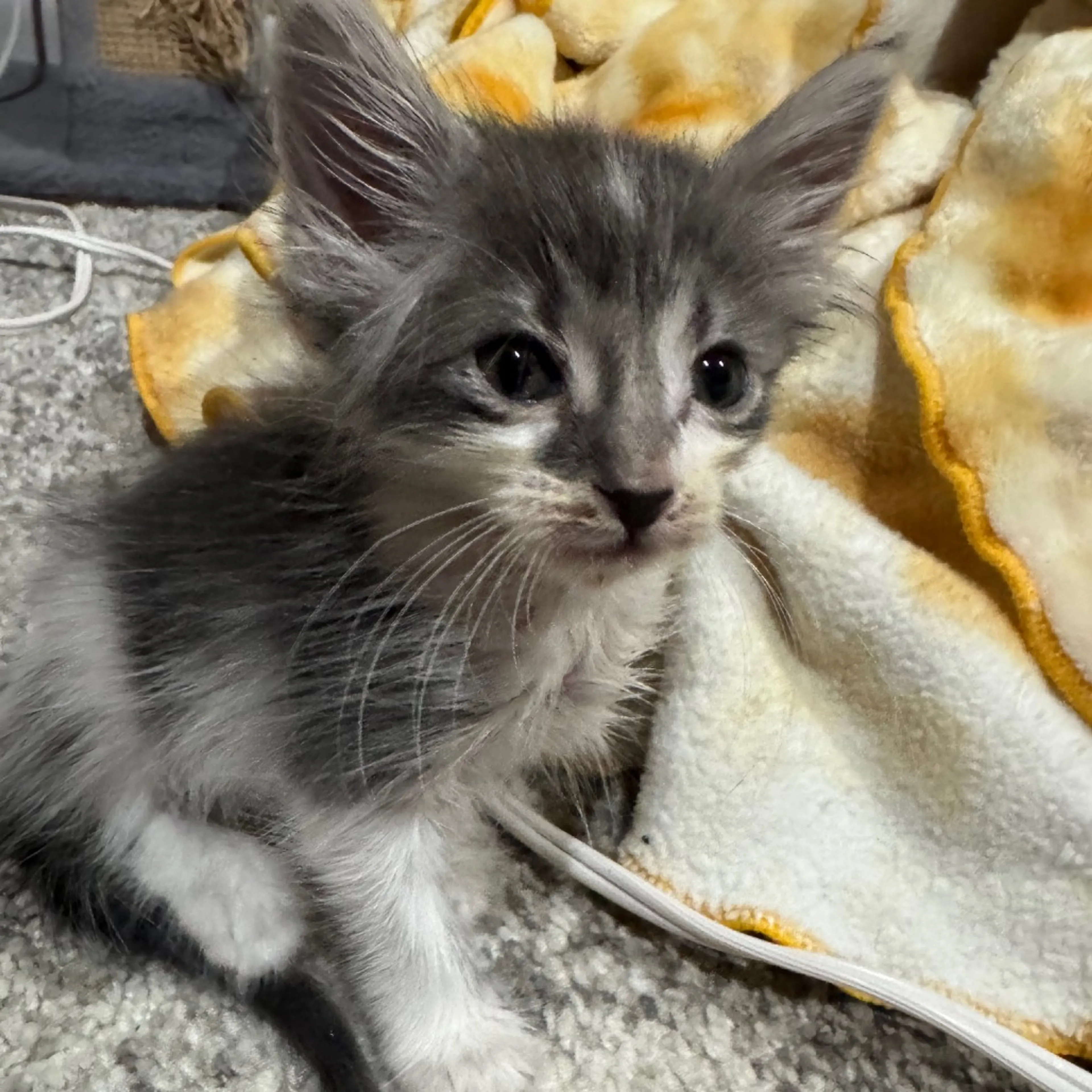 cdn image
