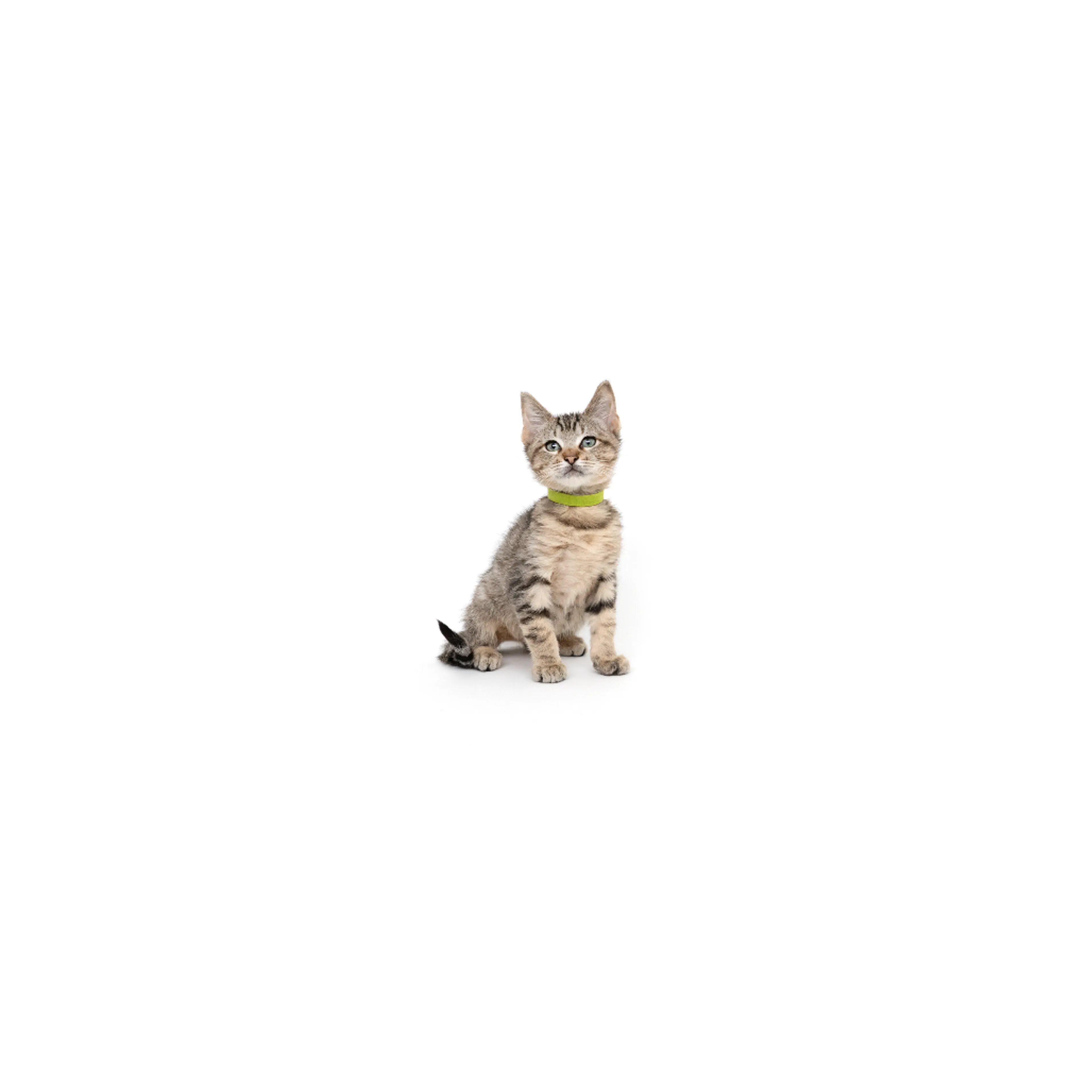 cdn image