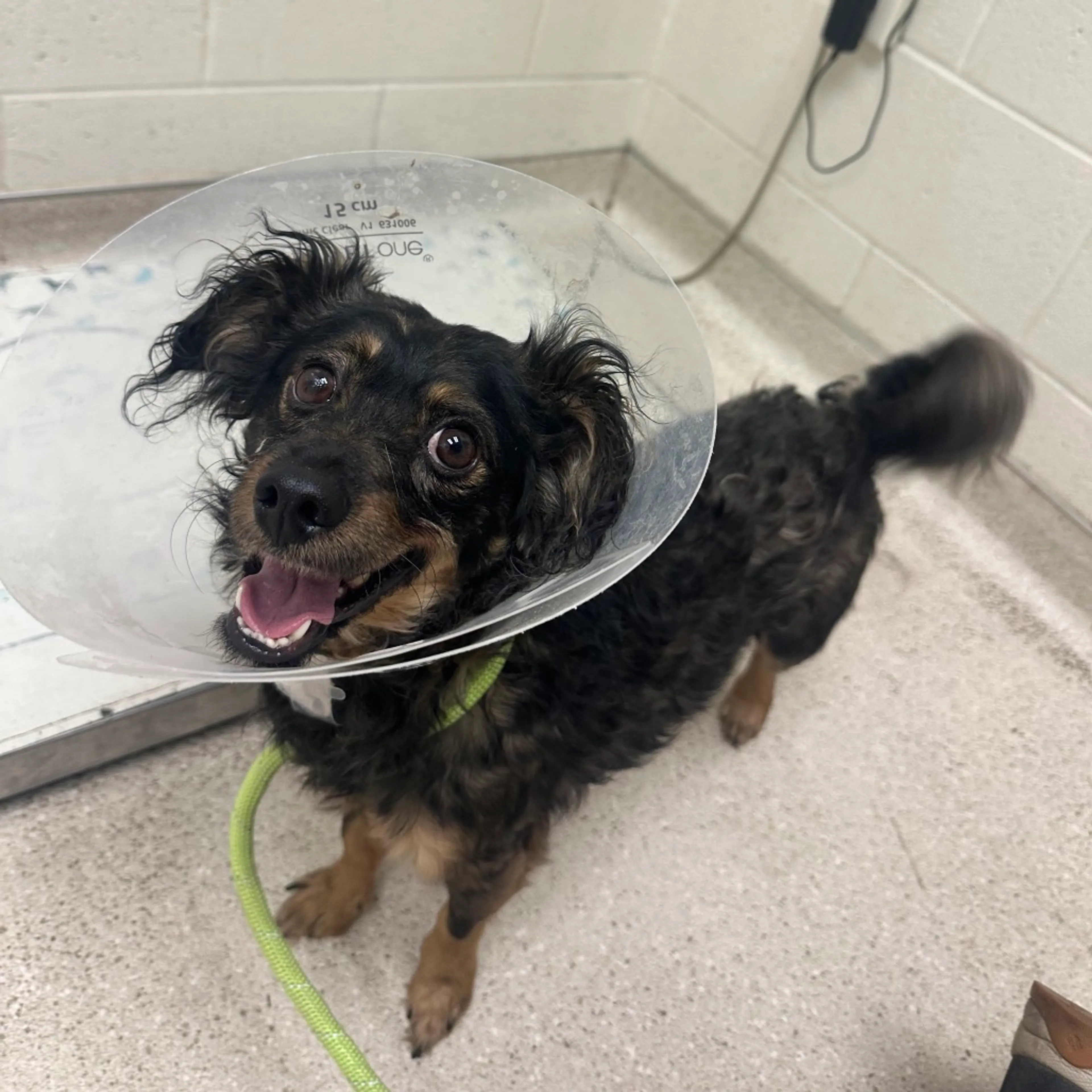 cdn image