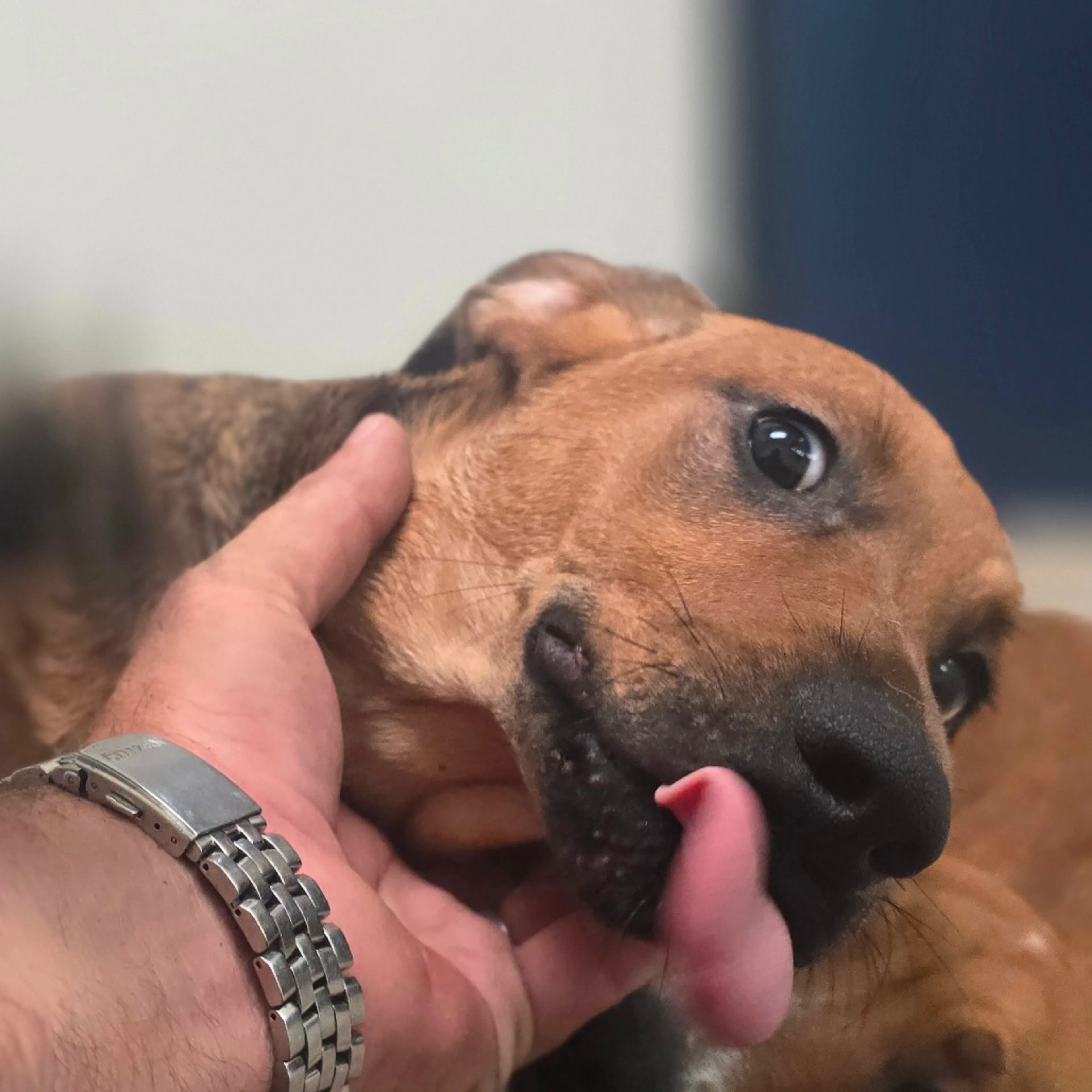 cdn image