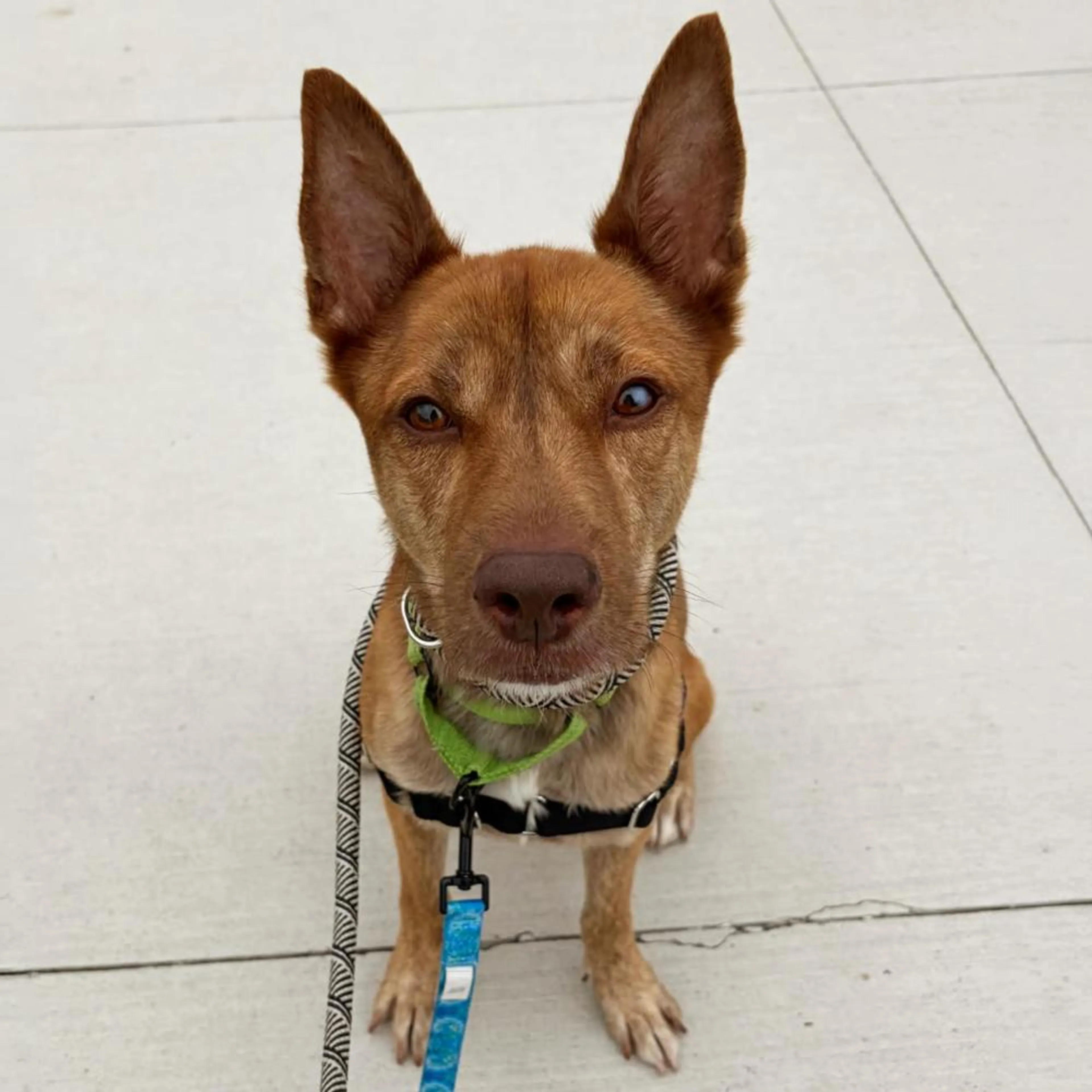 cdn image