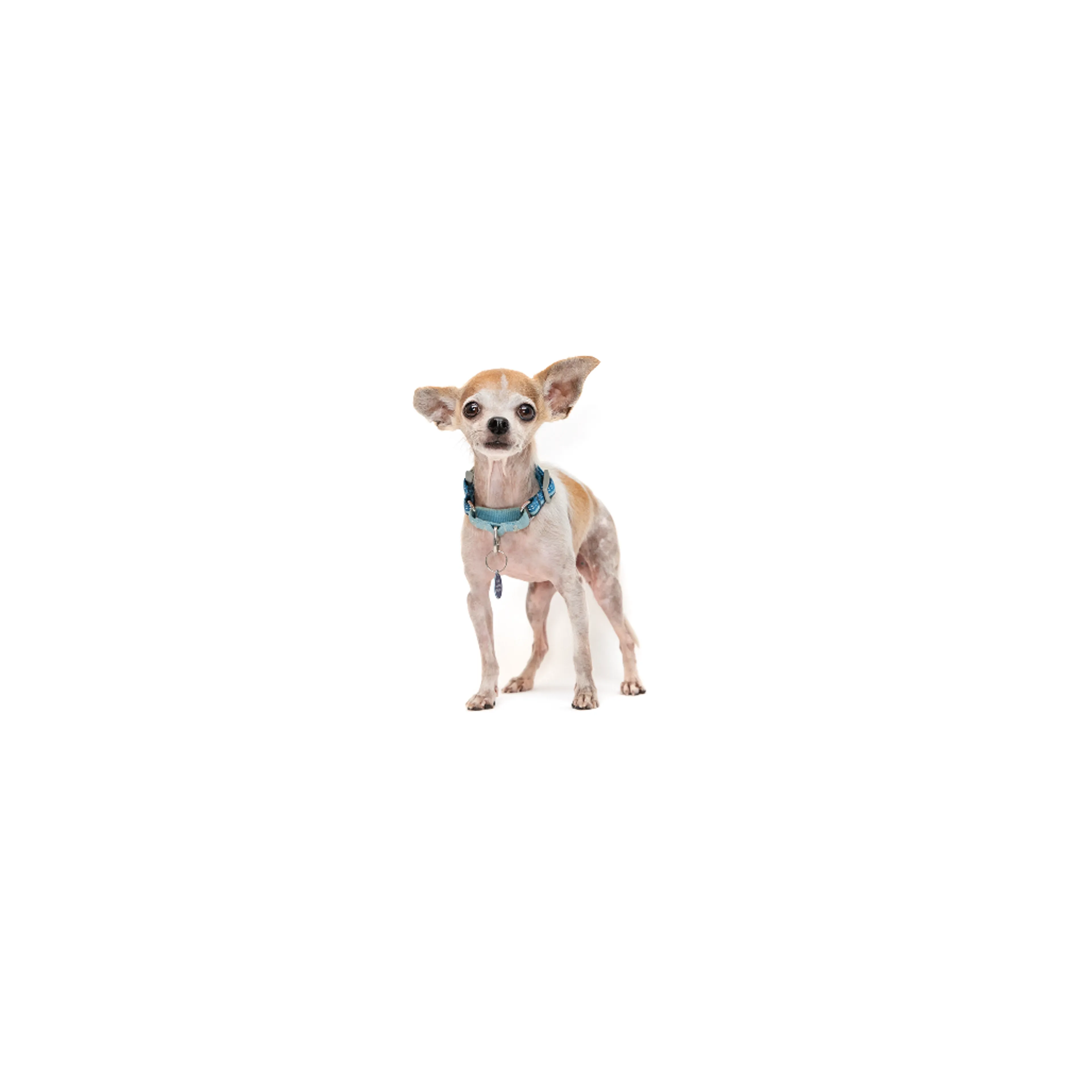 cdn image