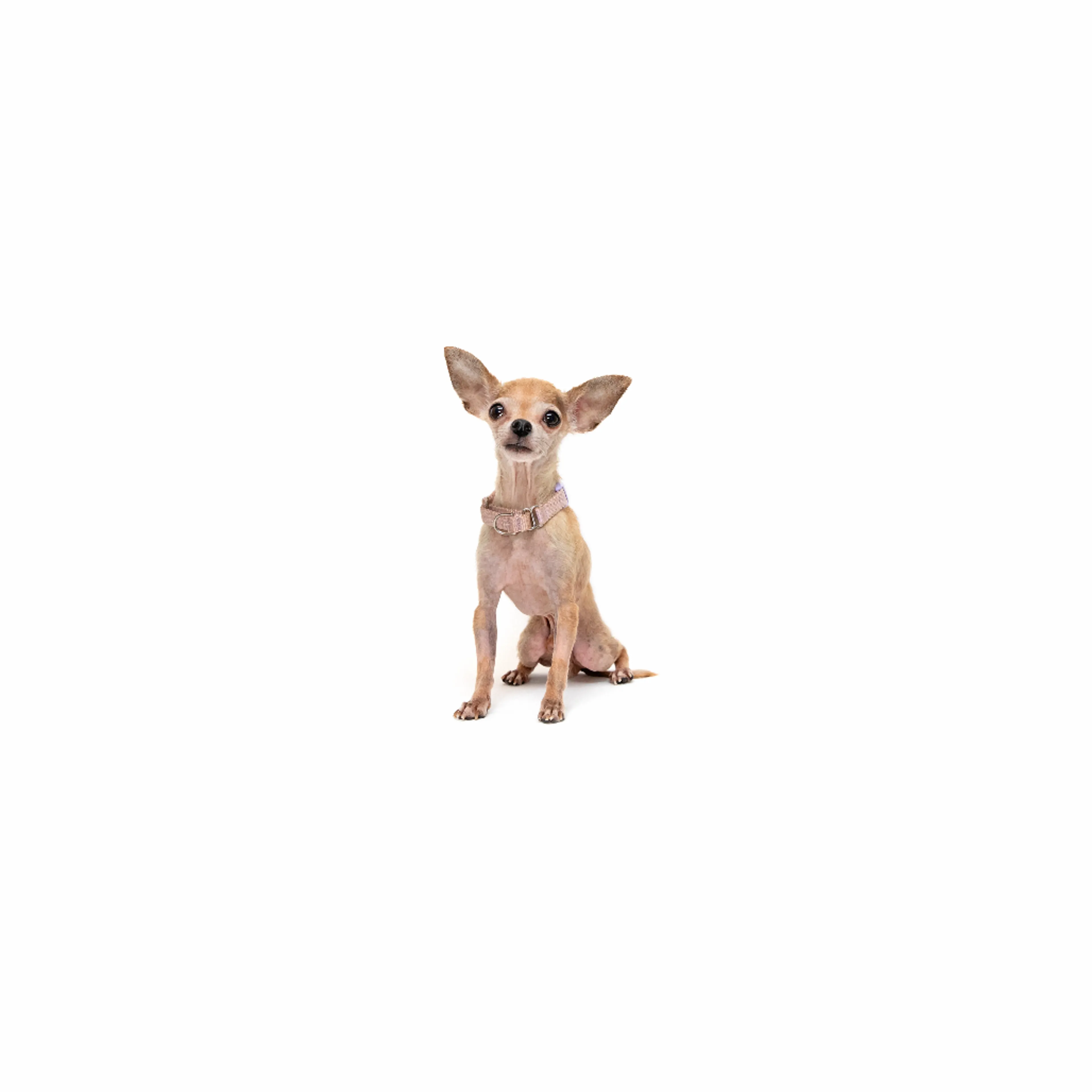 cdn image