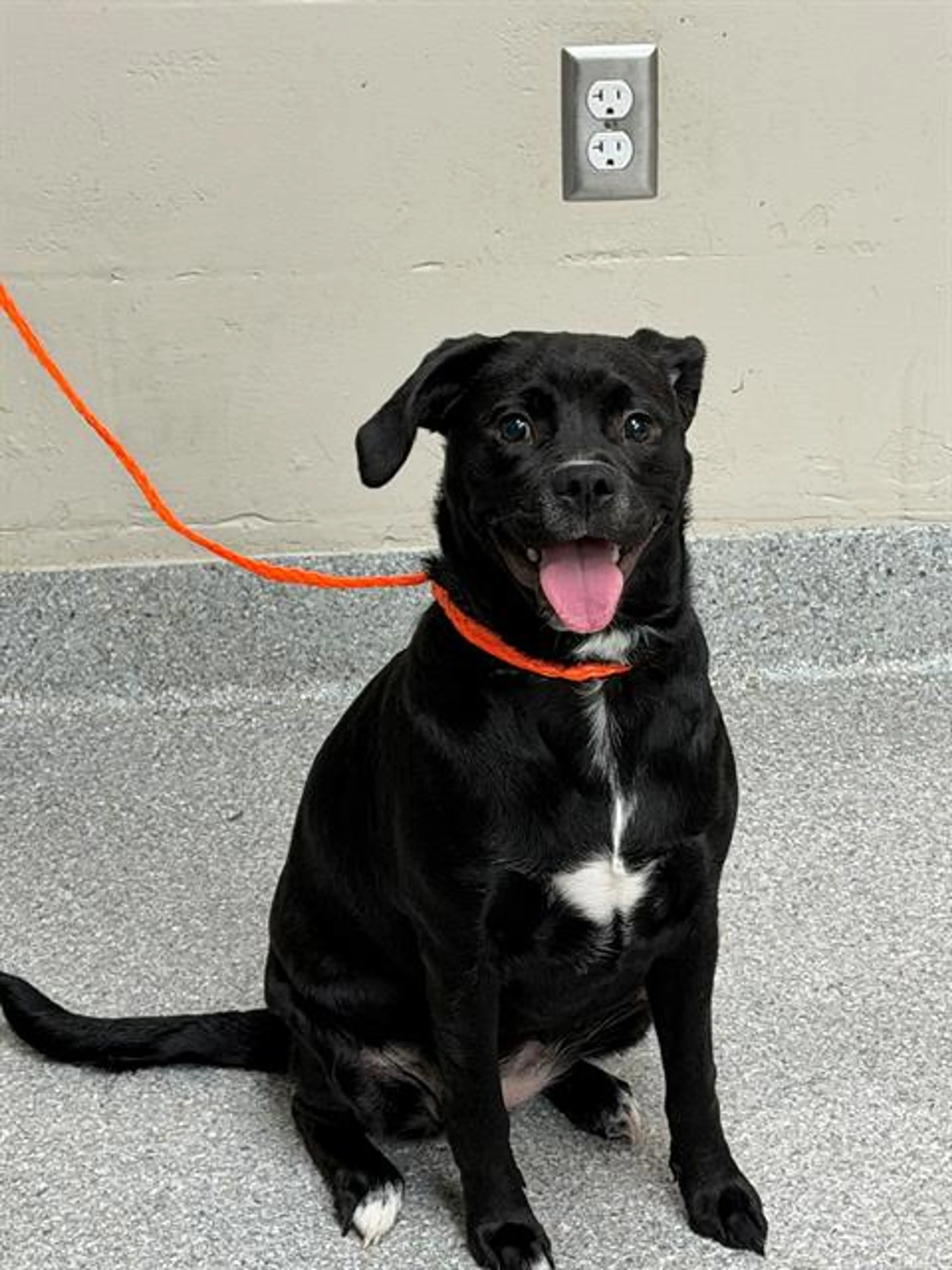 cdn image