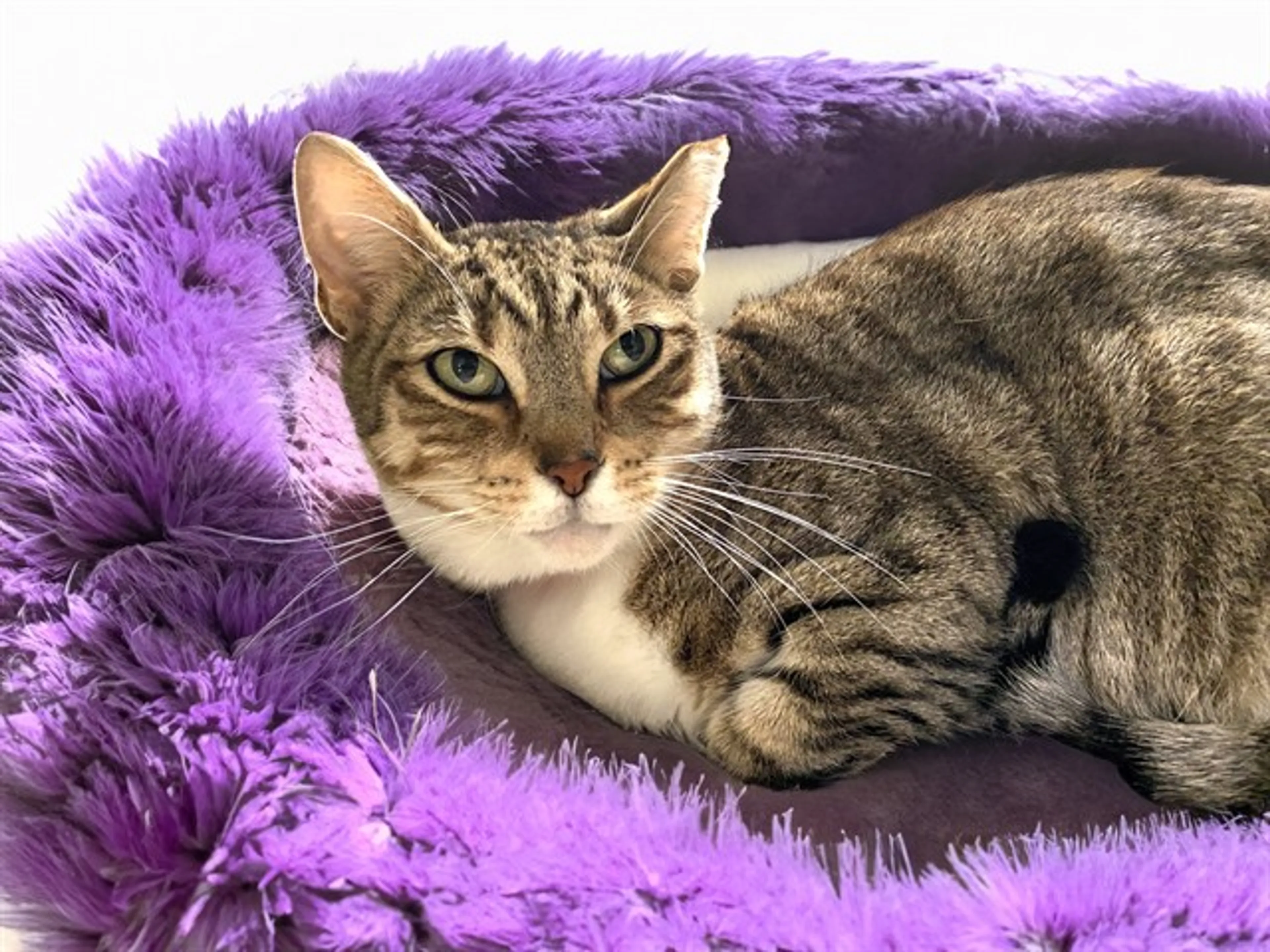cdn image
