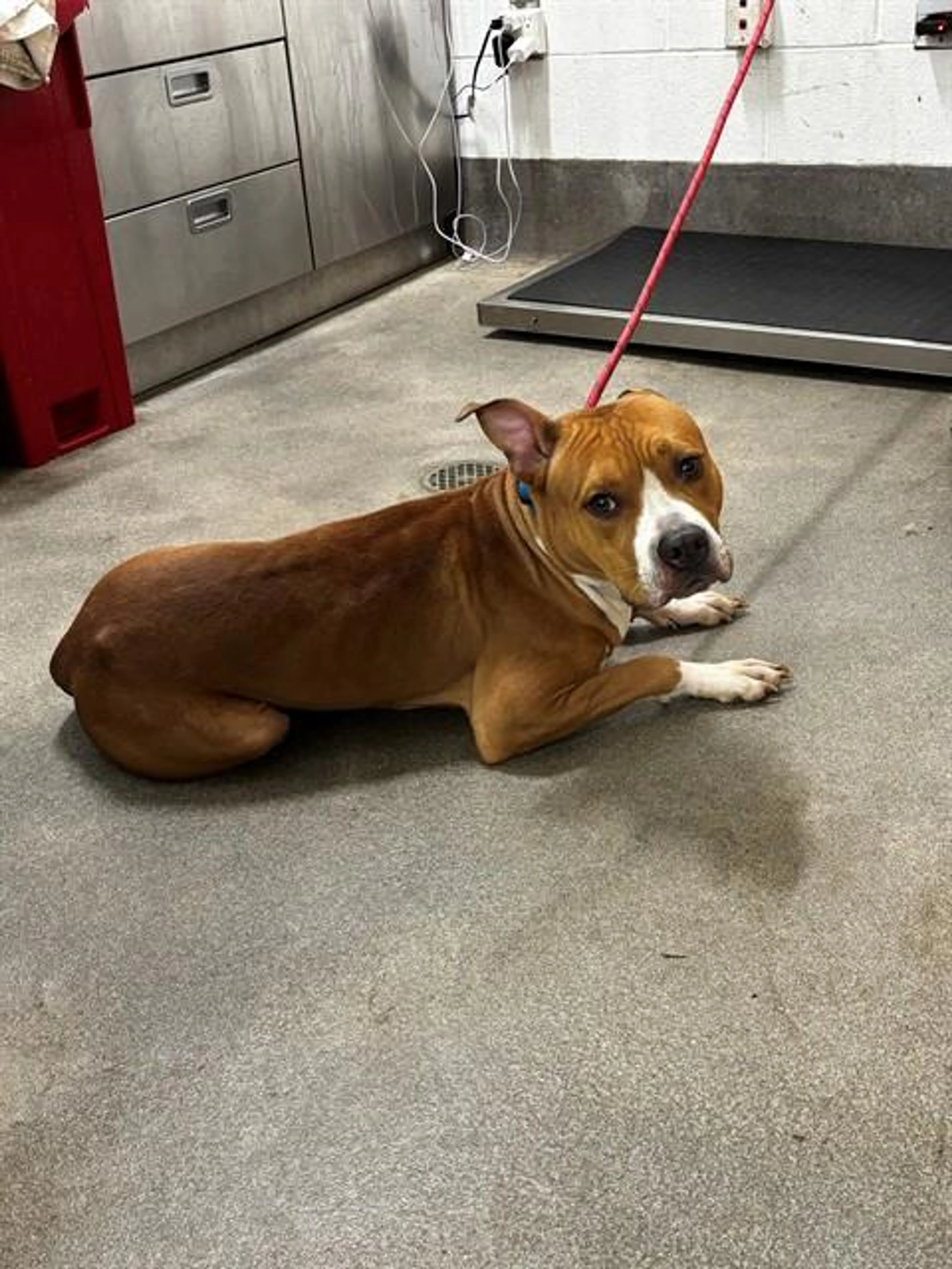 cdn image