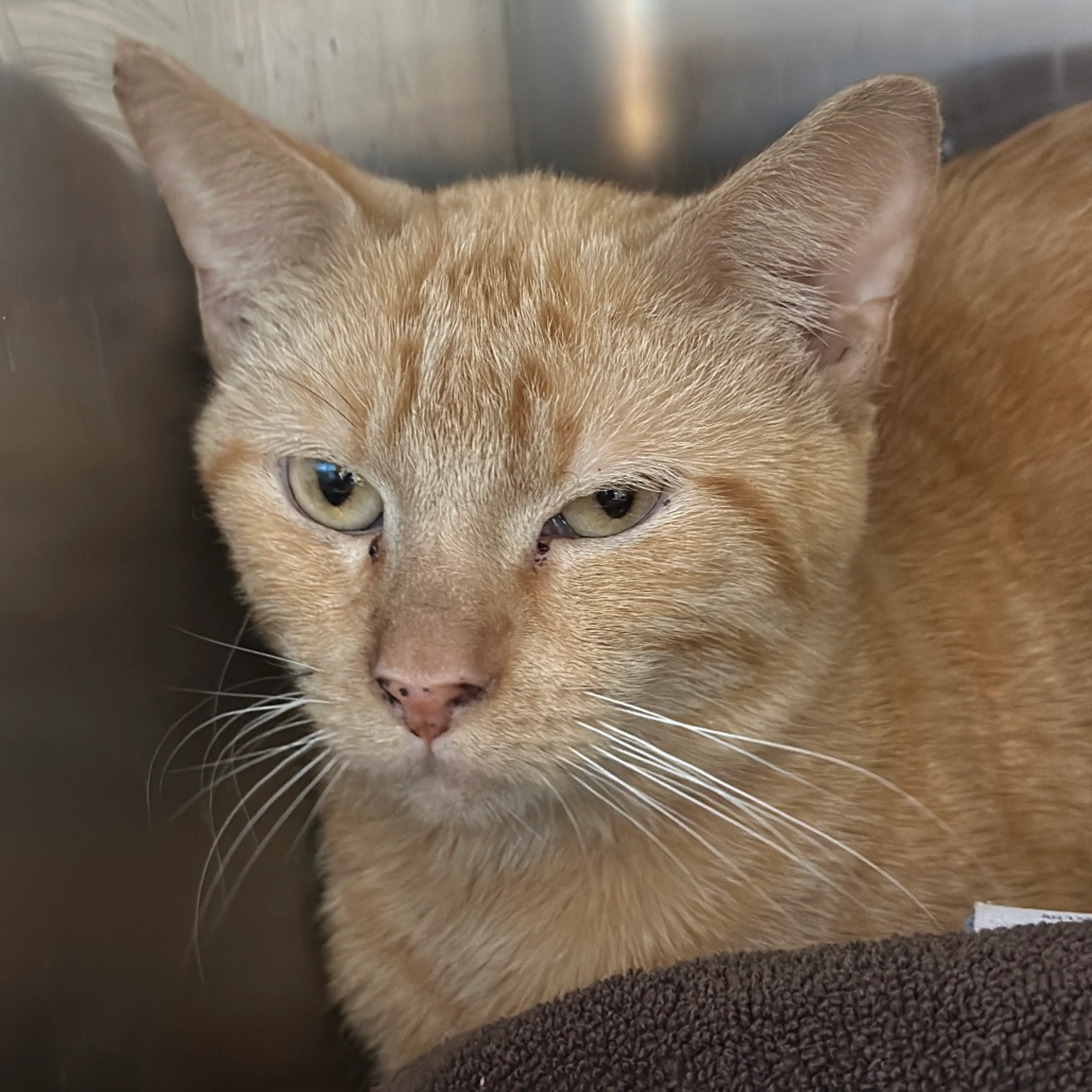 cdn image