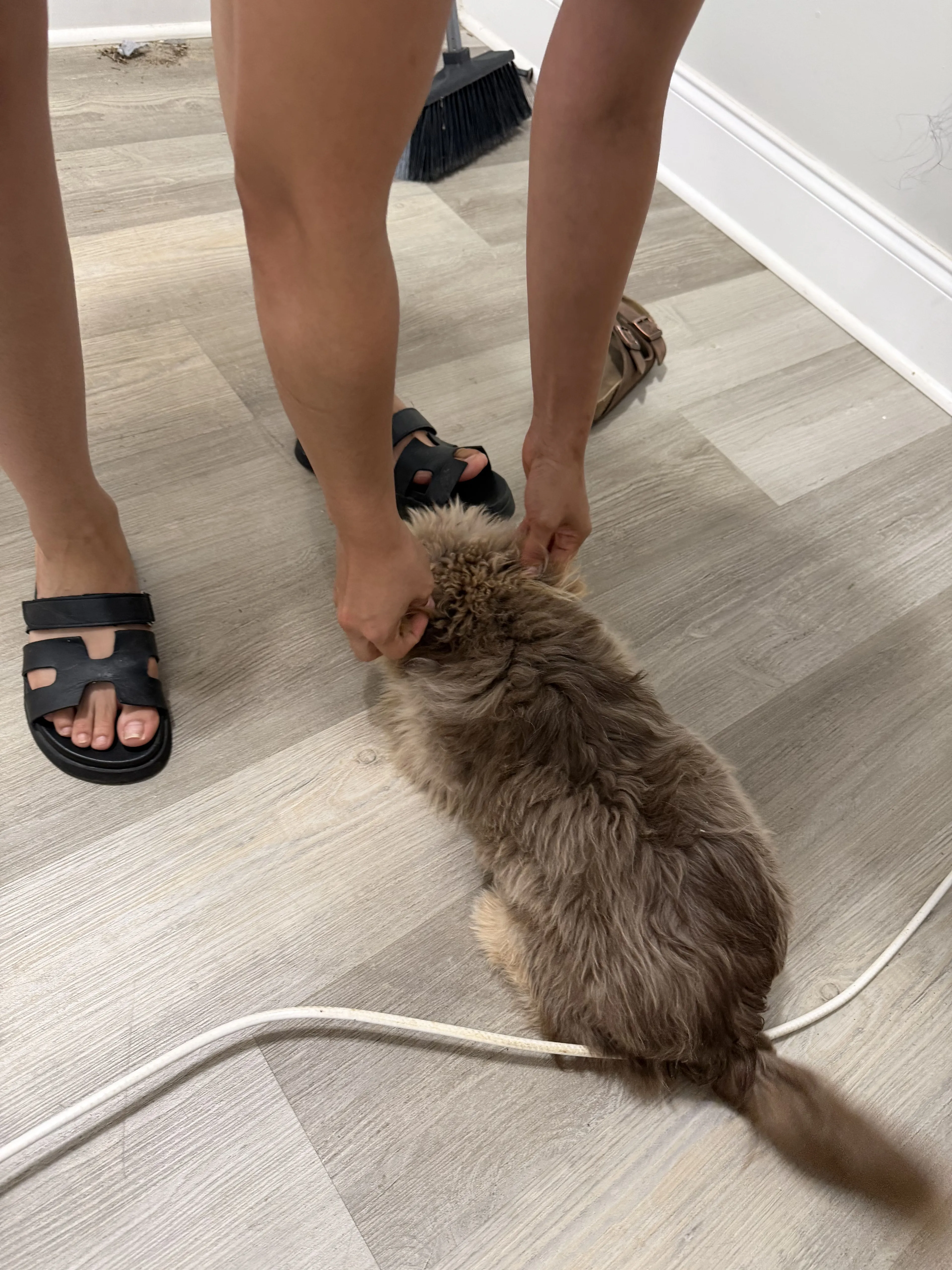 cdn image
