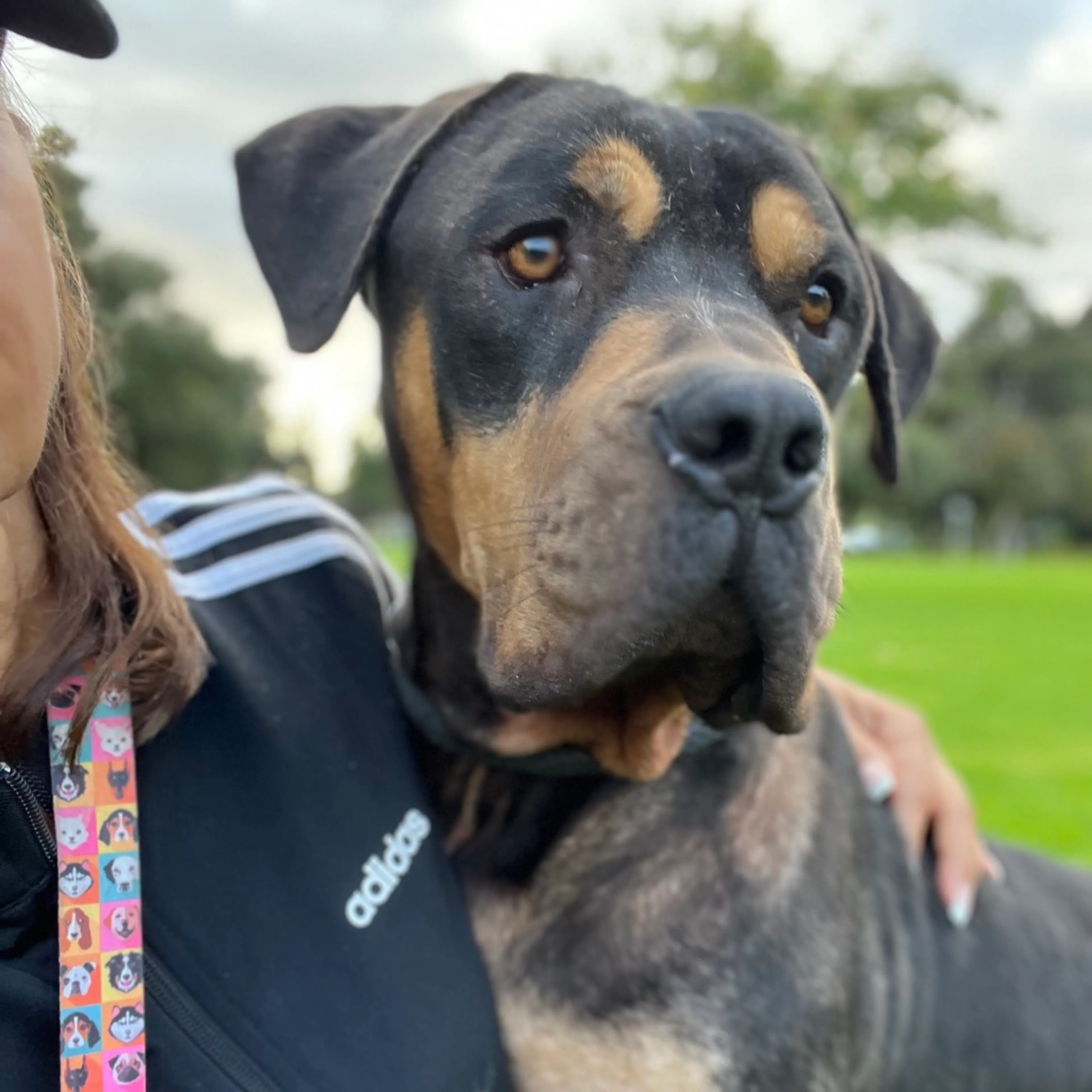 cdn image