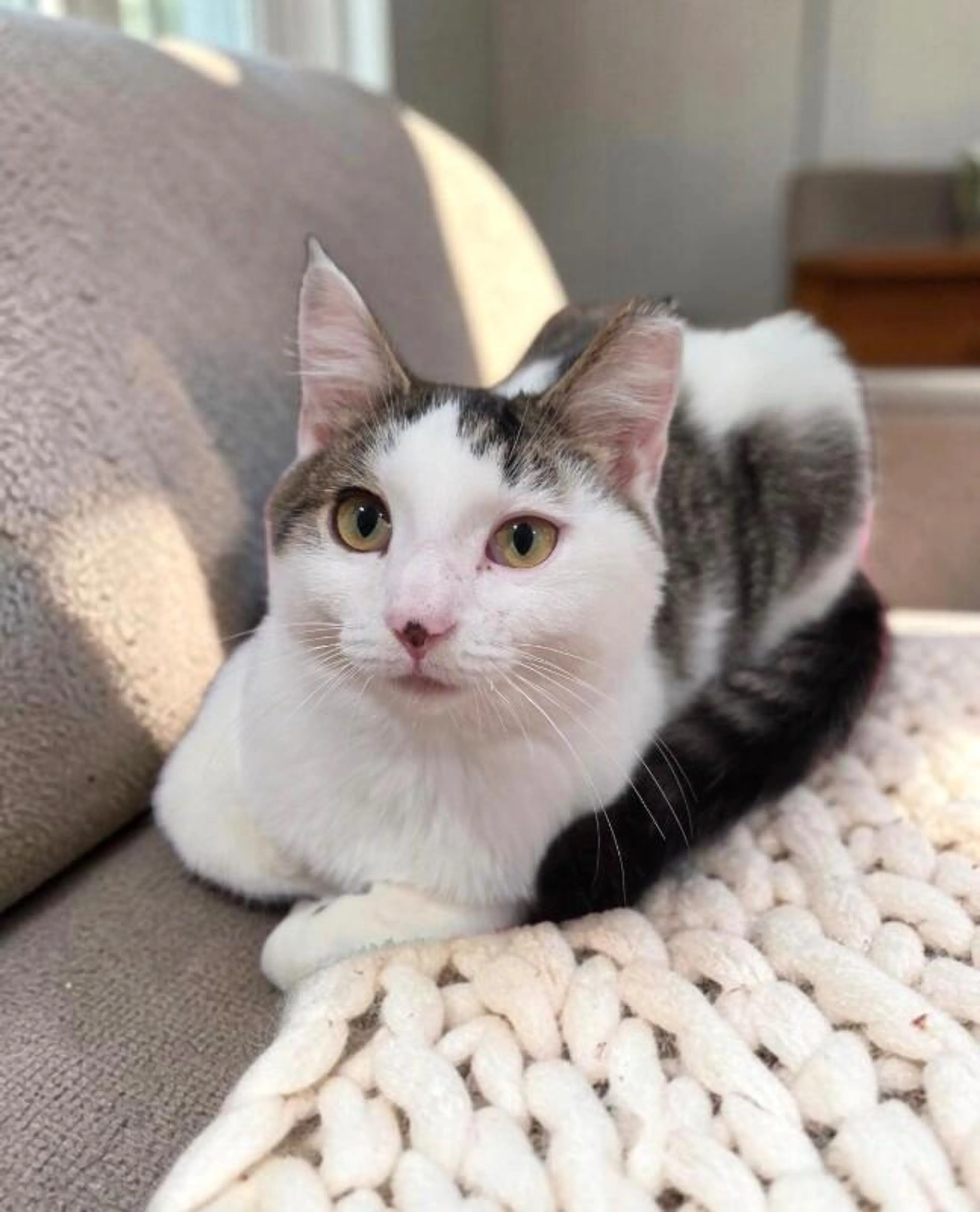 cdn image