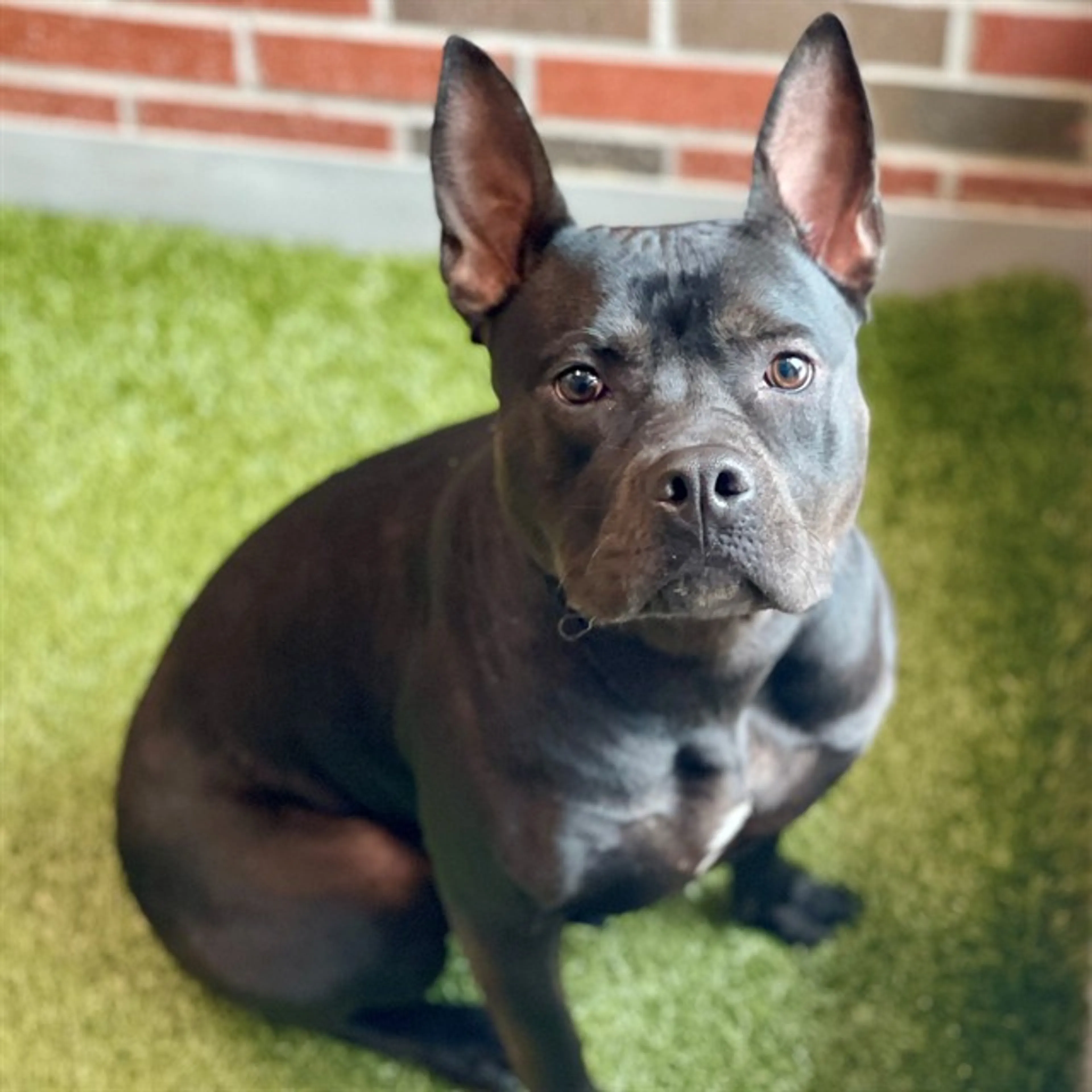 cdn image