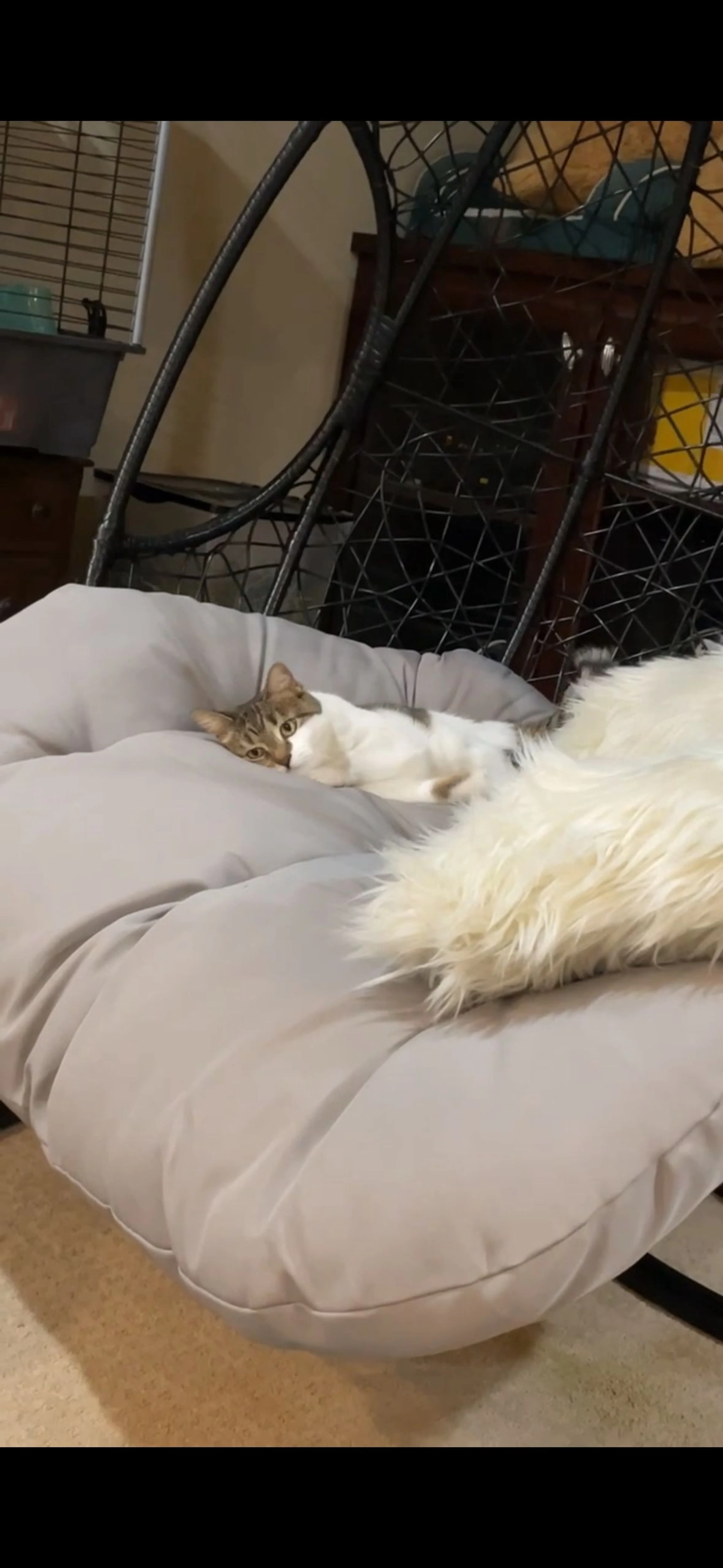 cdn image