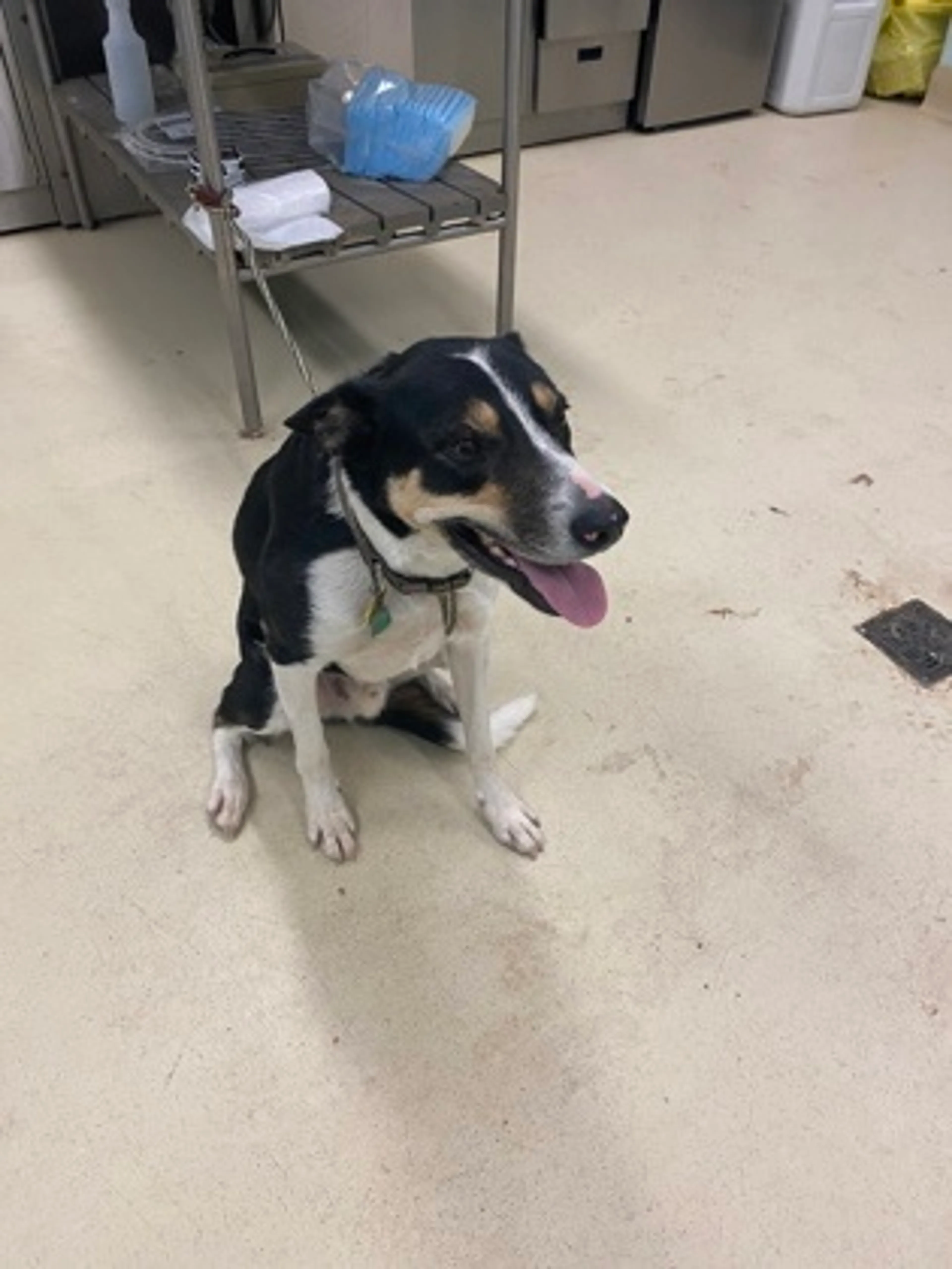 cdn image