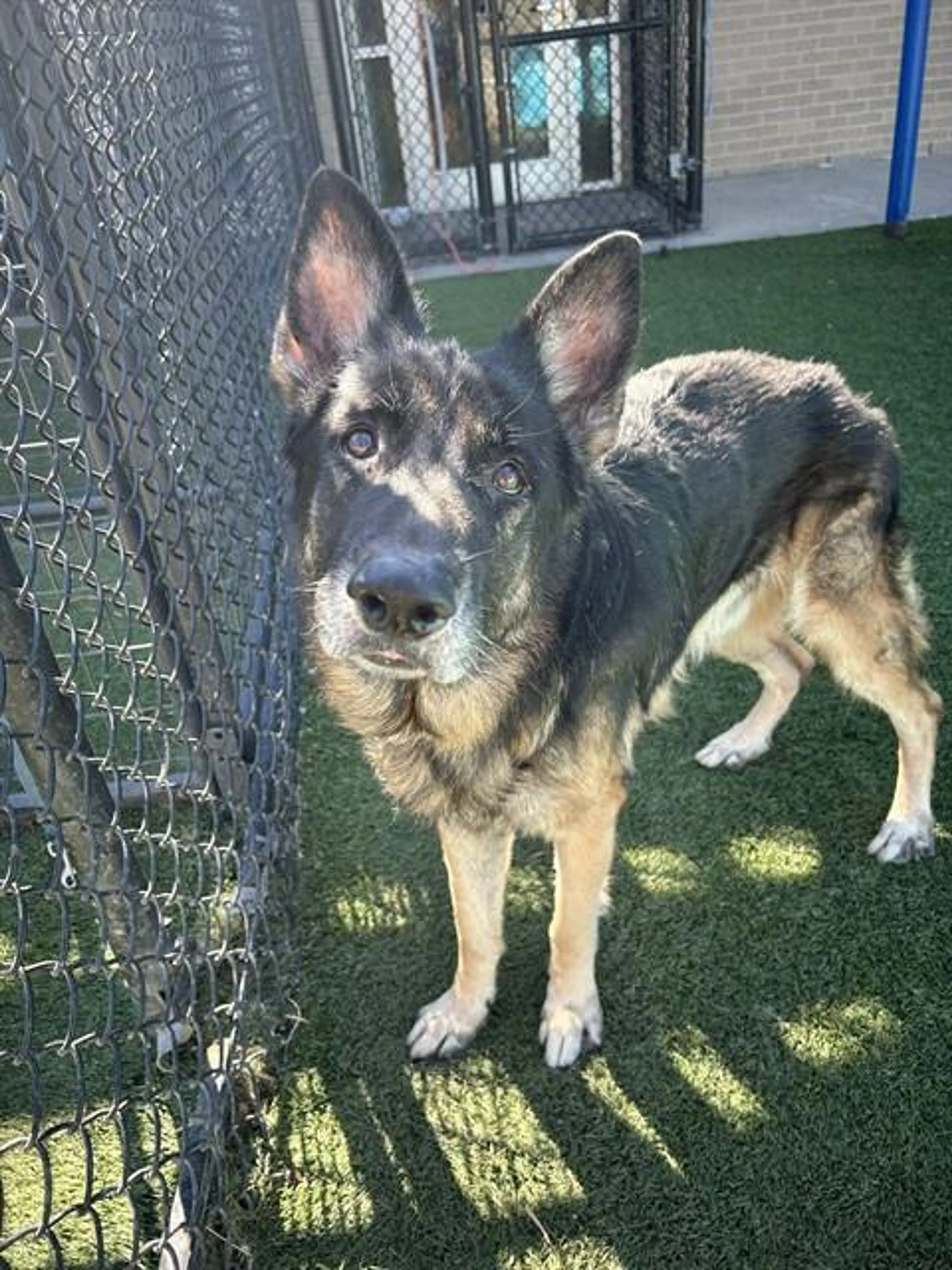 cdn image